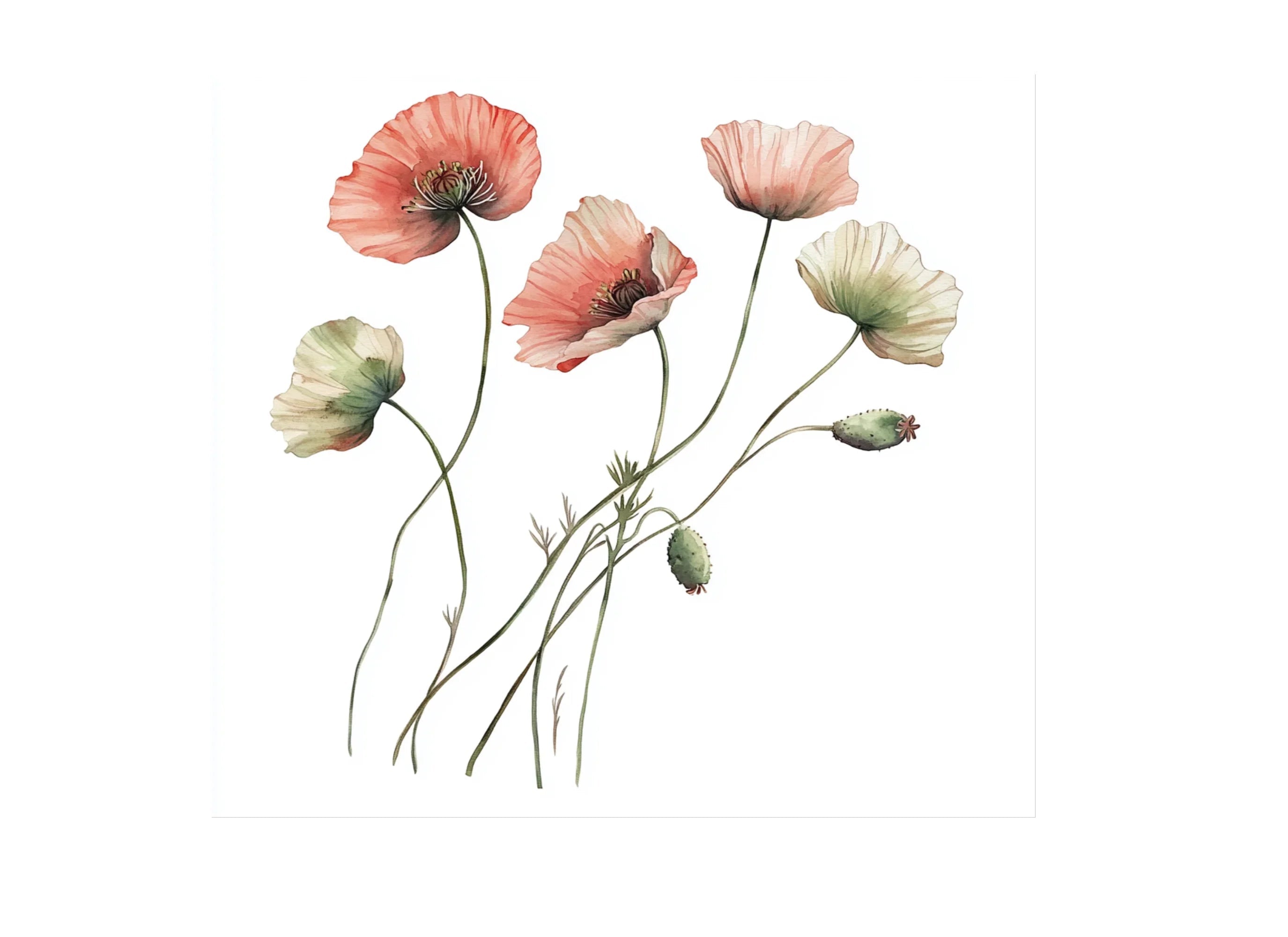 Poppy Clipart Bundle