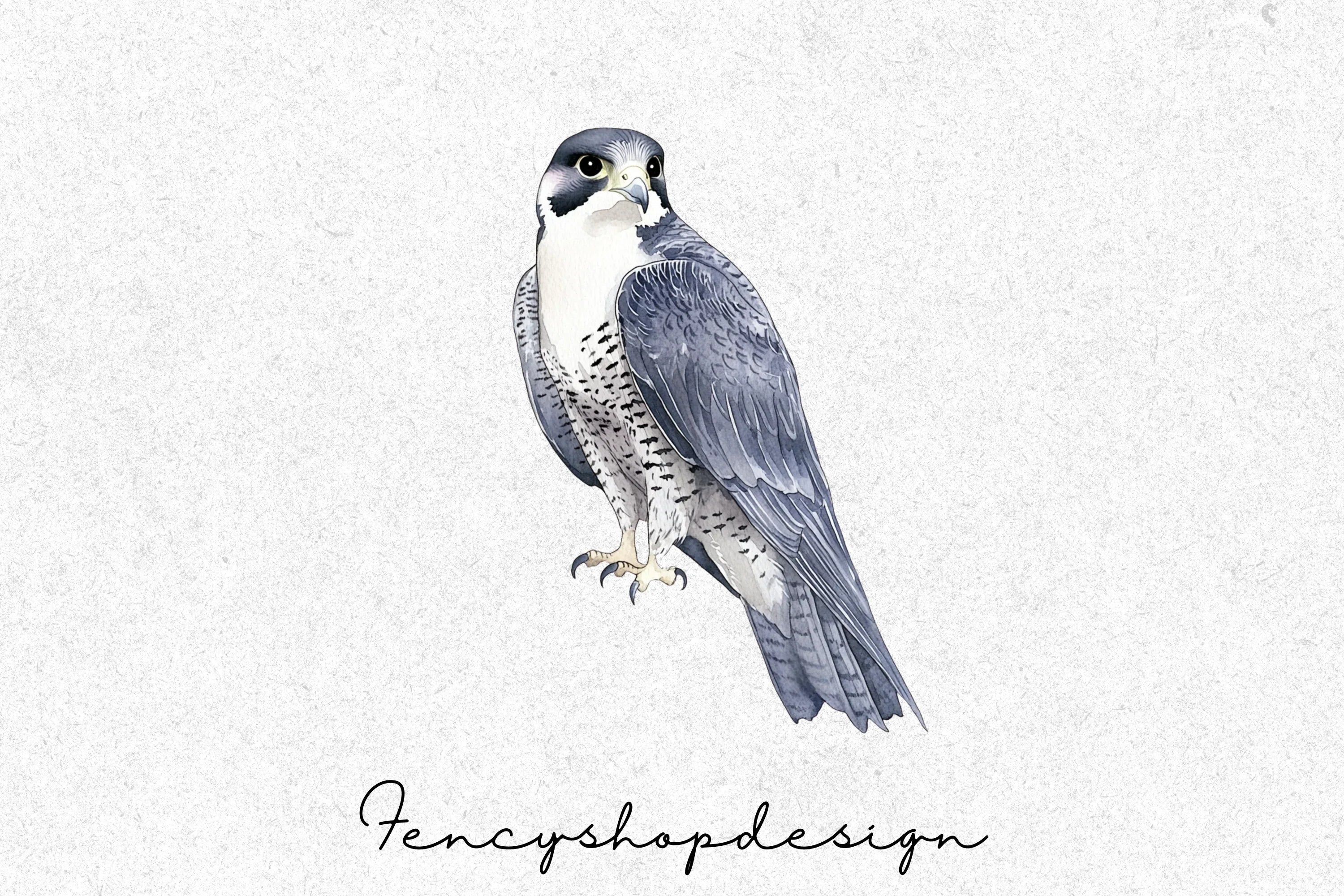 Majestic Falcon Clipart Bundle