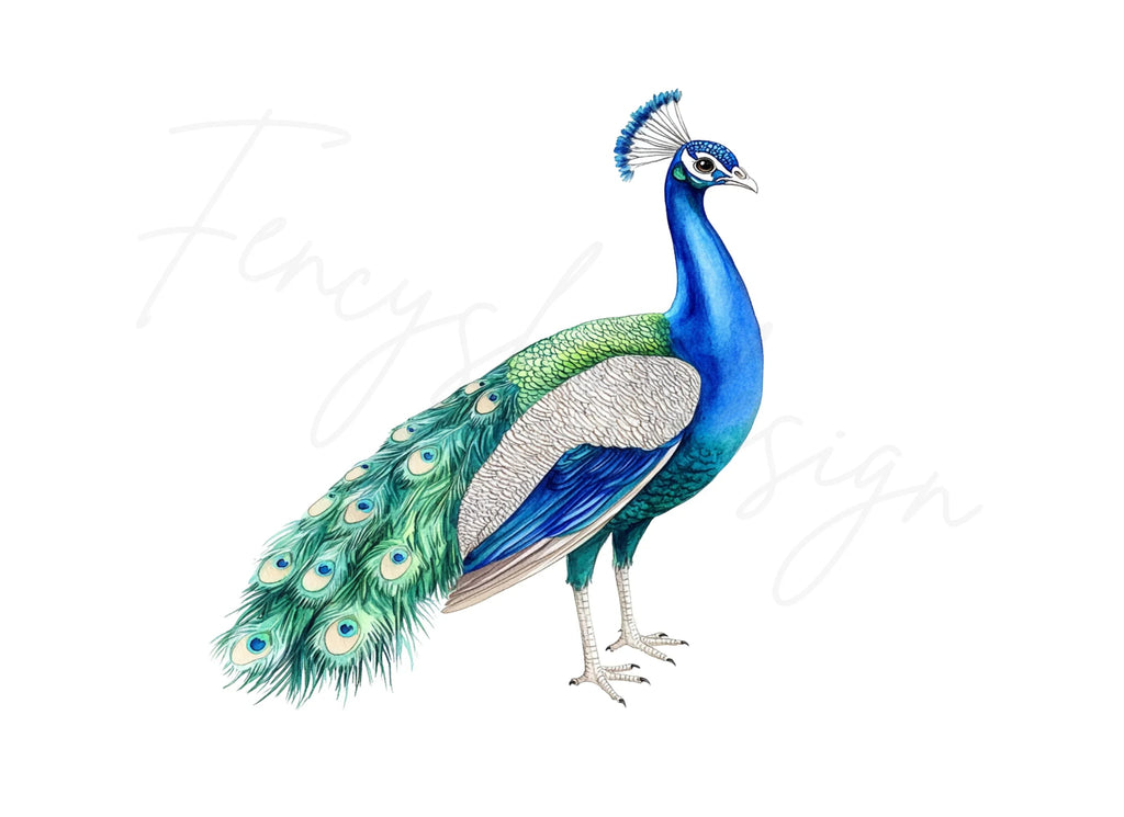 Elegant Peacock Clipart Bundle