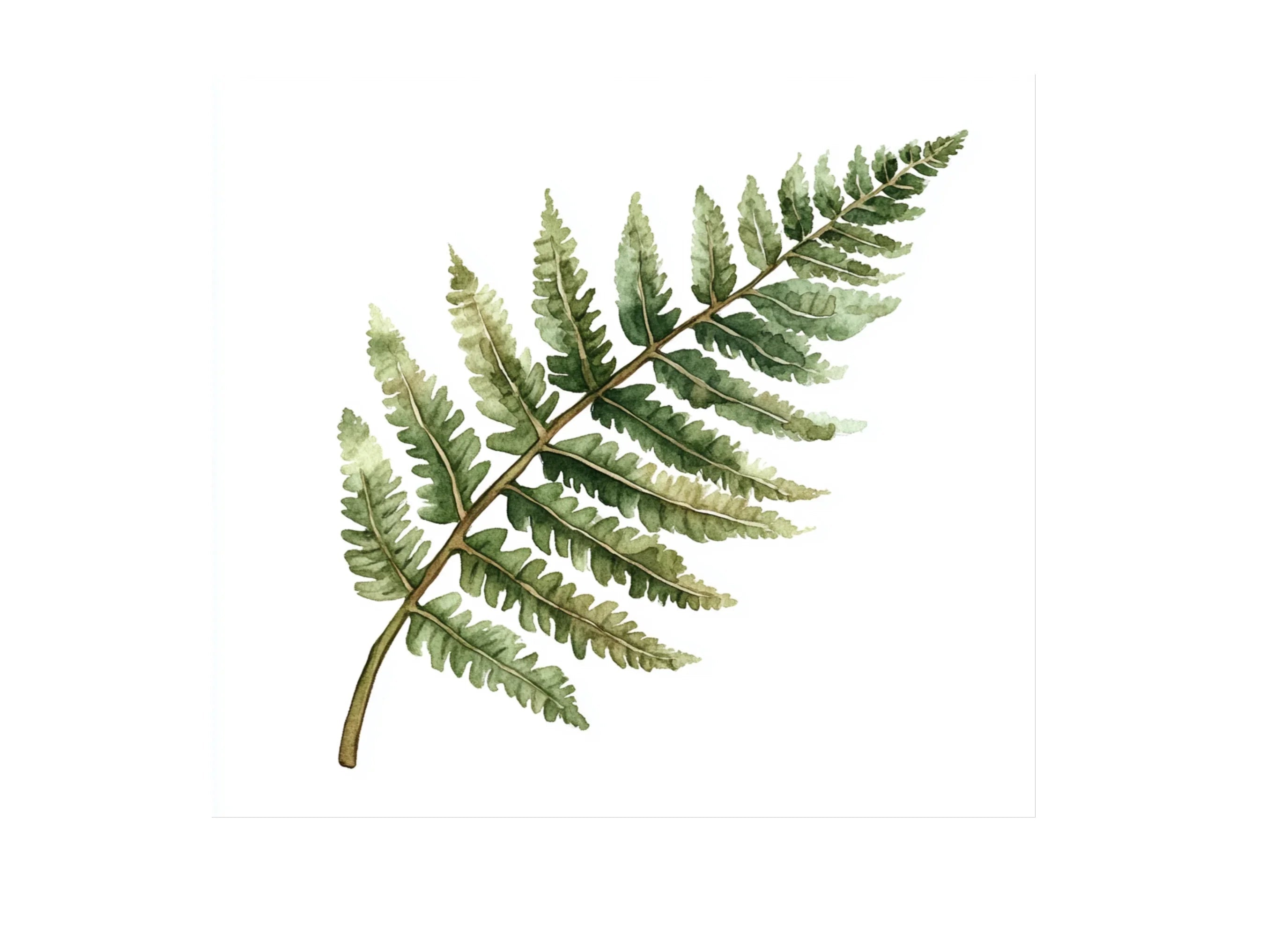Fern Leaves Clipart Bundle