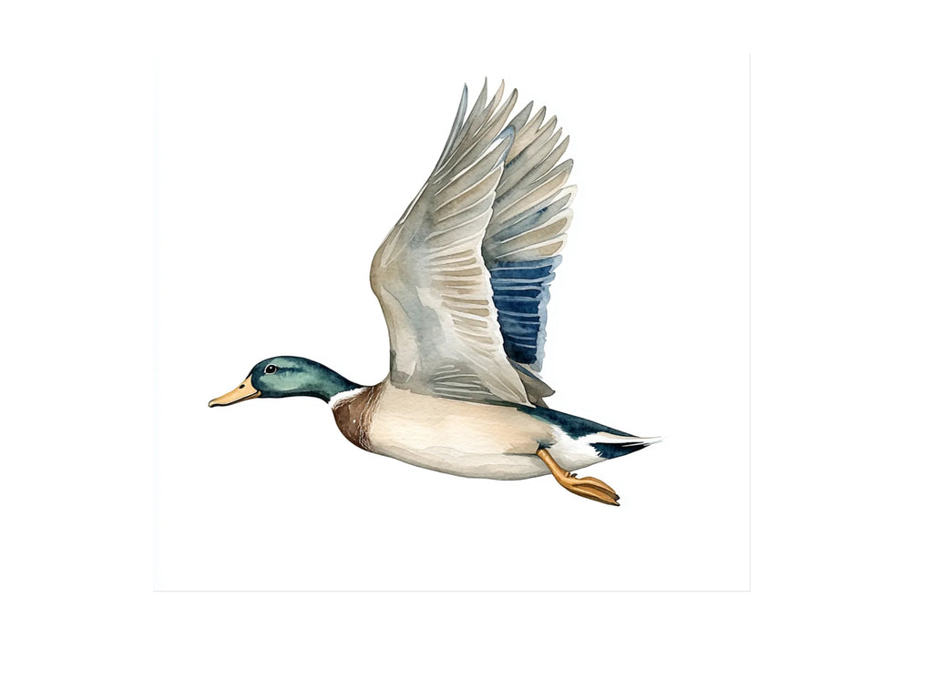 Flying Mallard Duck Clipart Bundle