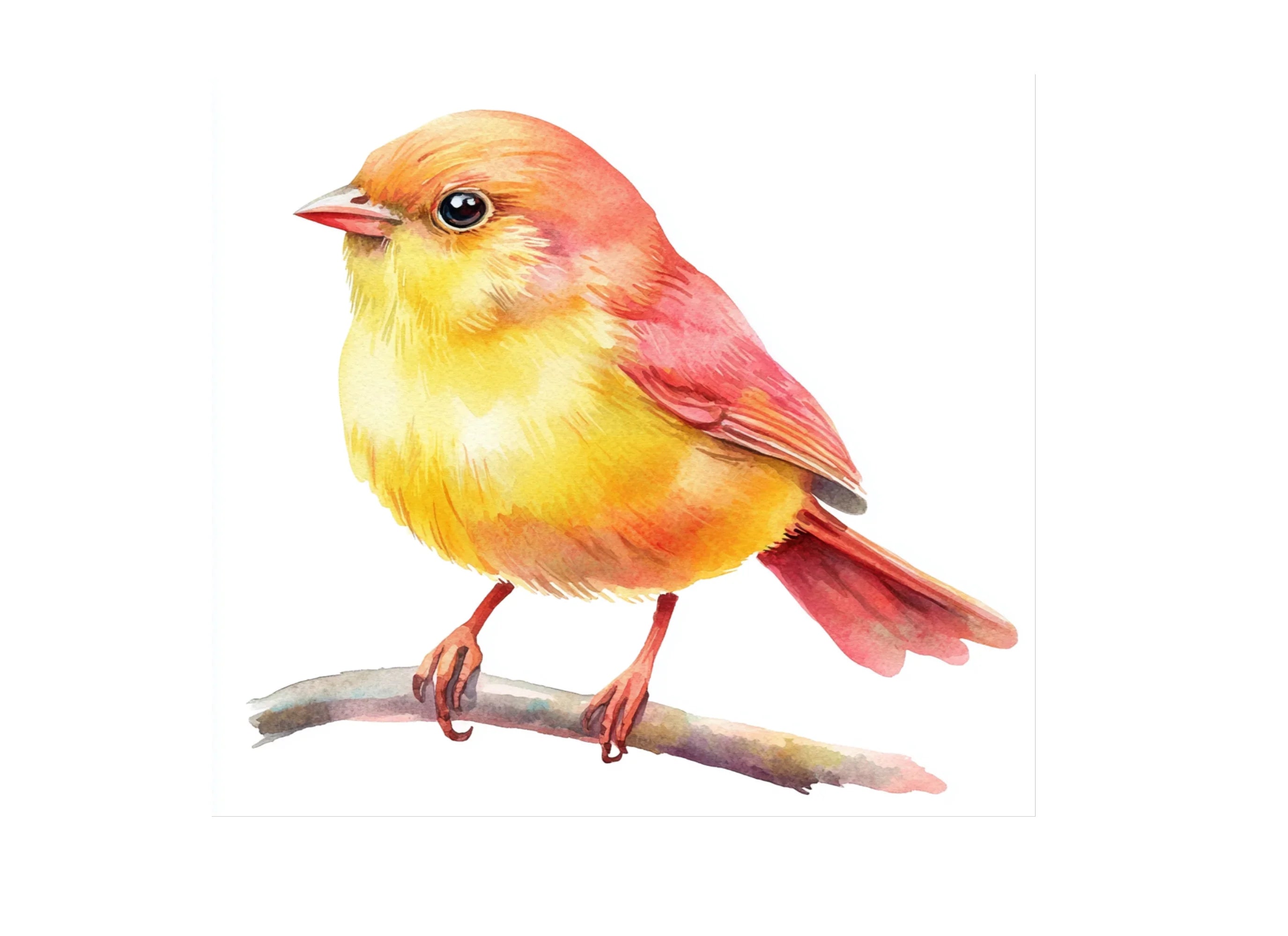 Cute Birds Clipart Bundle