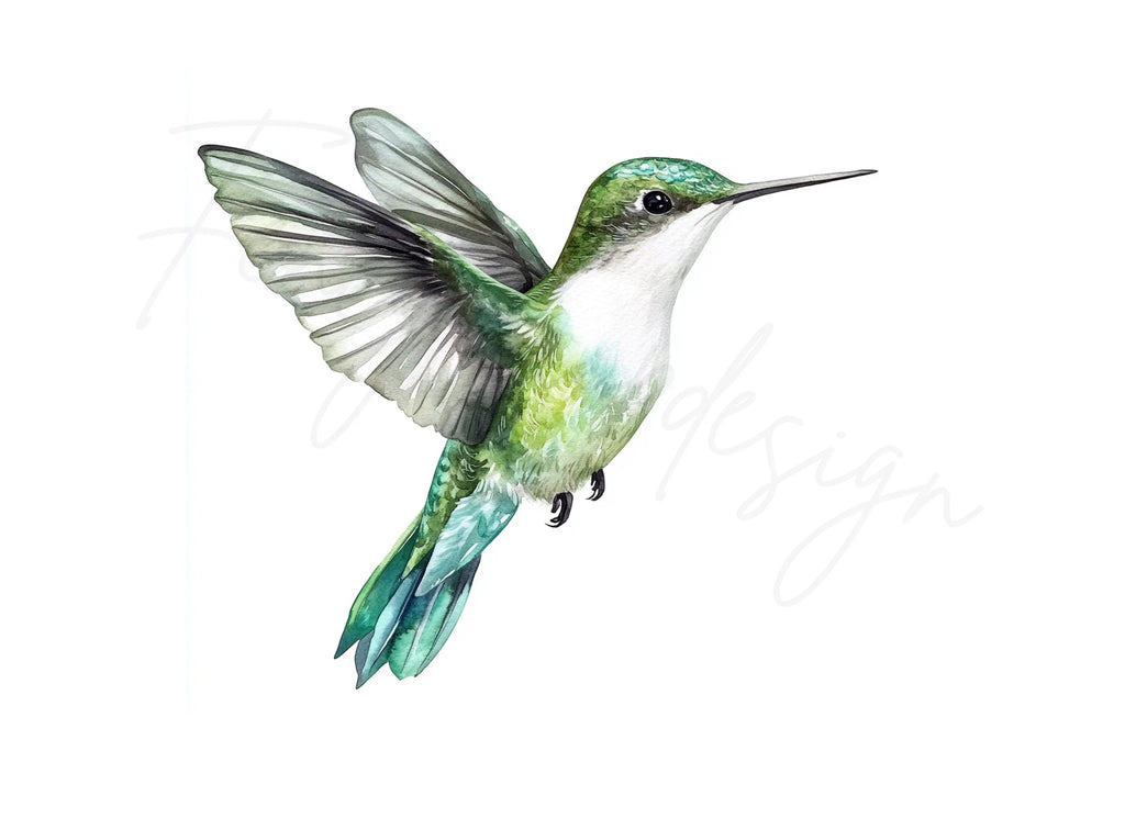 Hummingbird Clipart Bundle