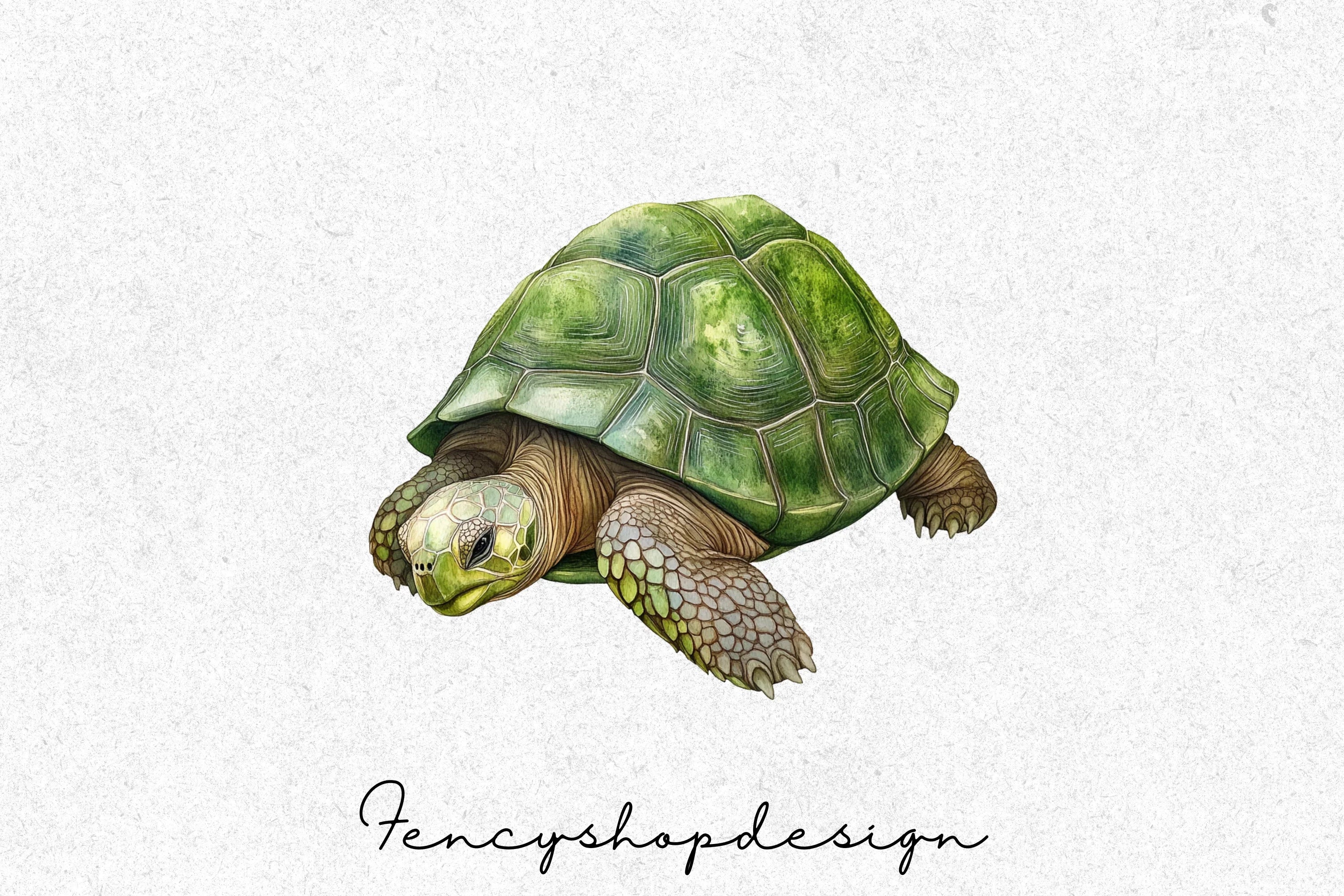 Realistic Turtle Tortoise Clipart Bundle