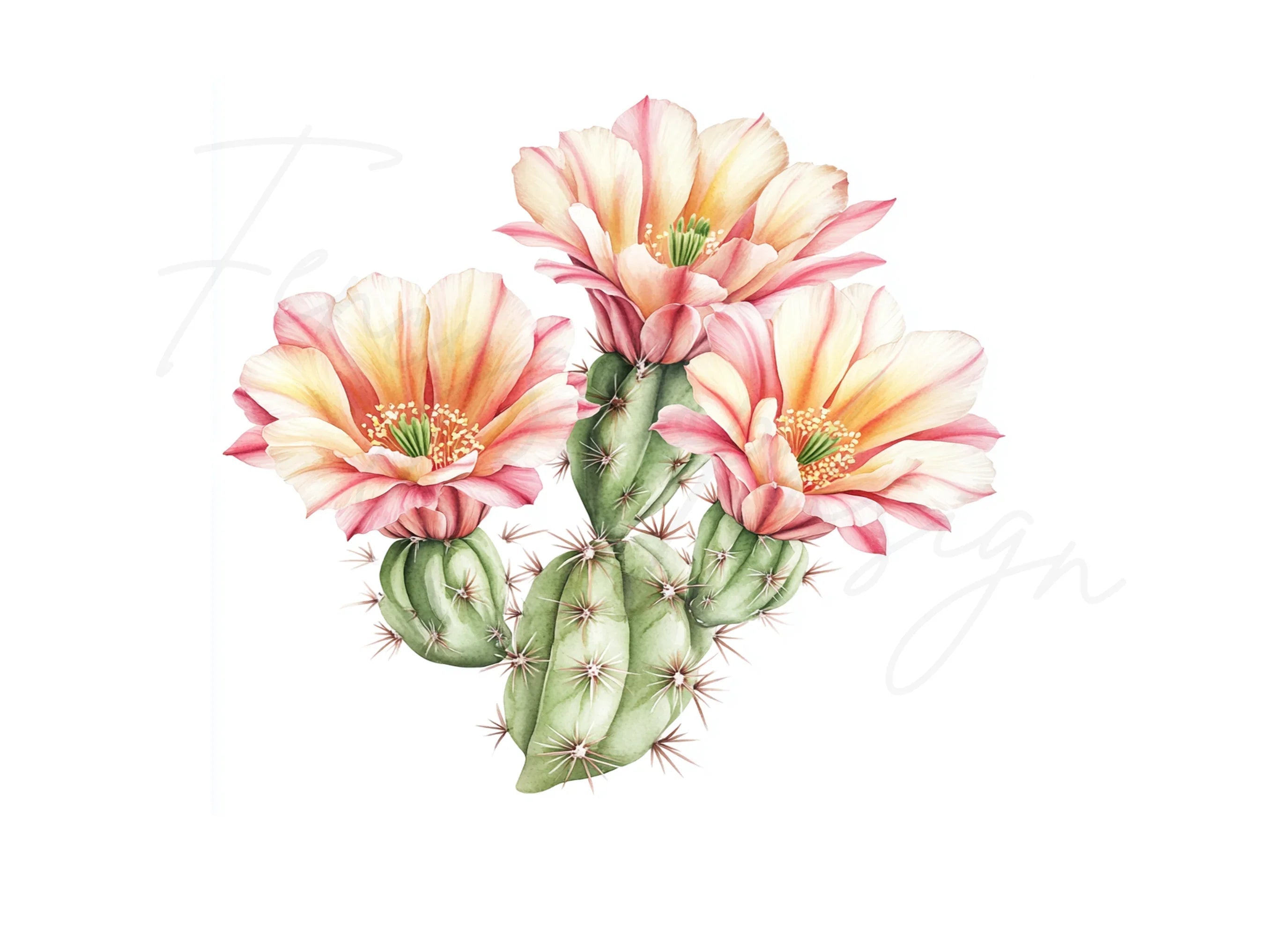 Prickly Pear Cactus Clipart Bundle