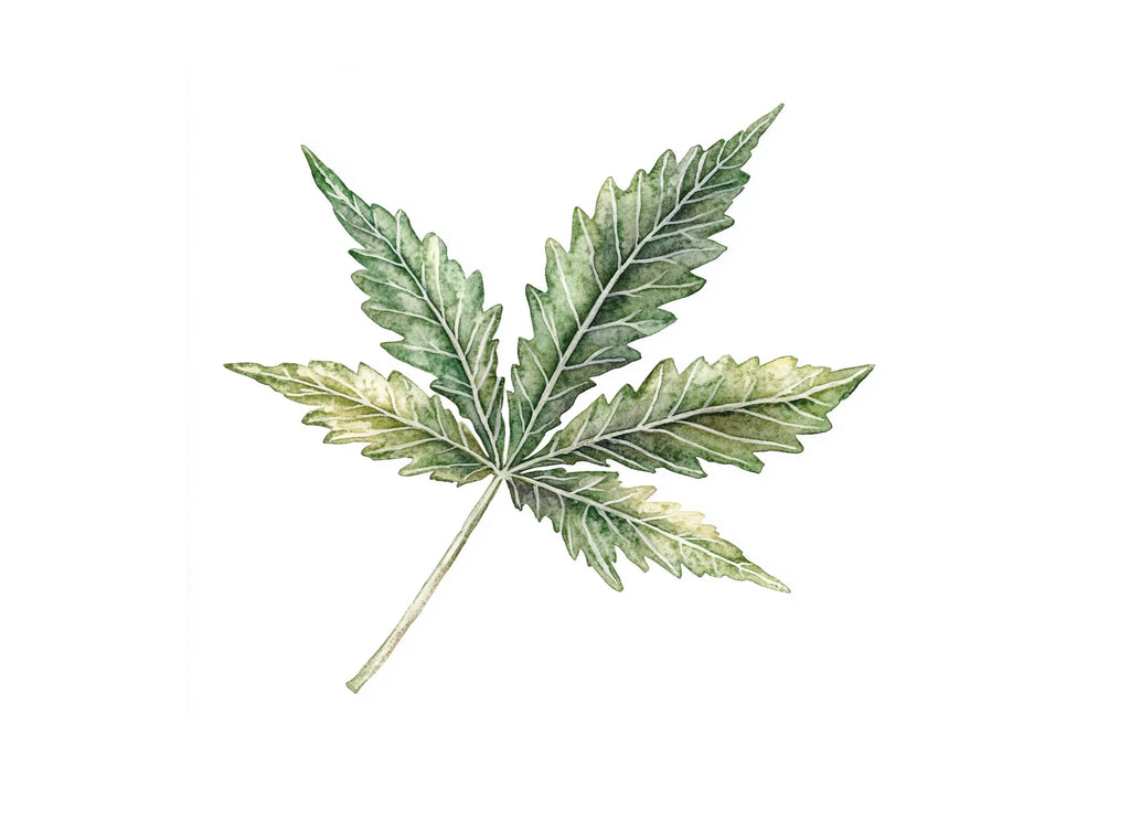 Cannabis Leaves Clipart Bundle