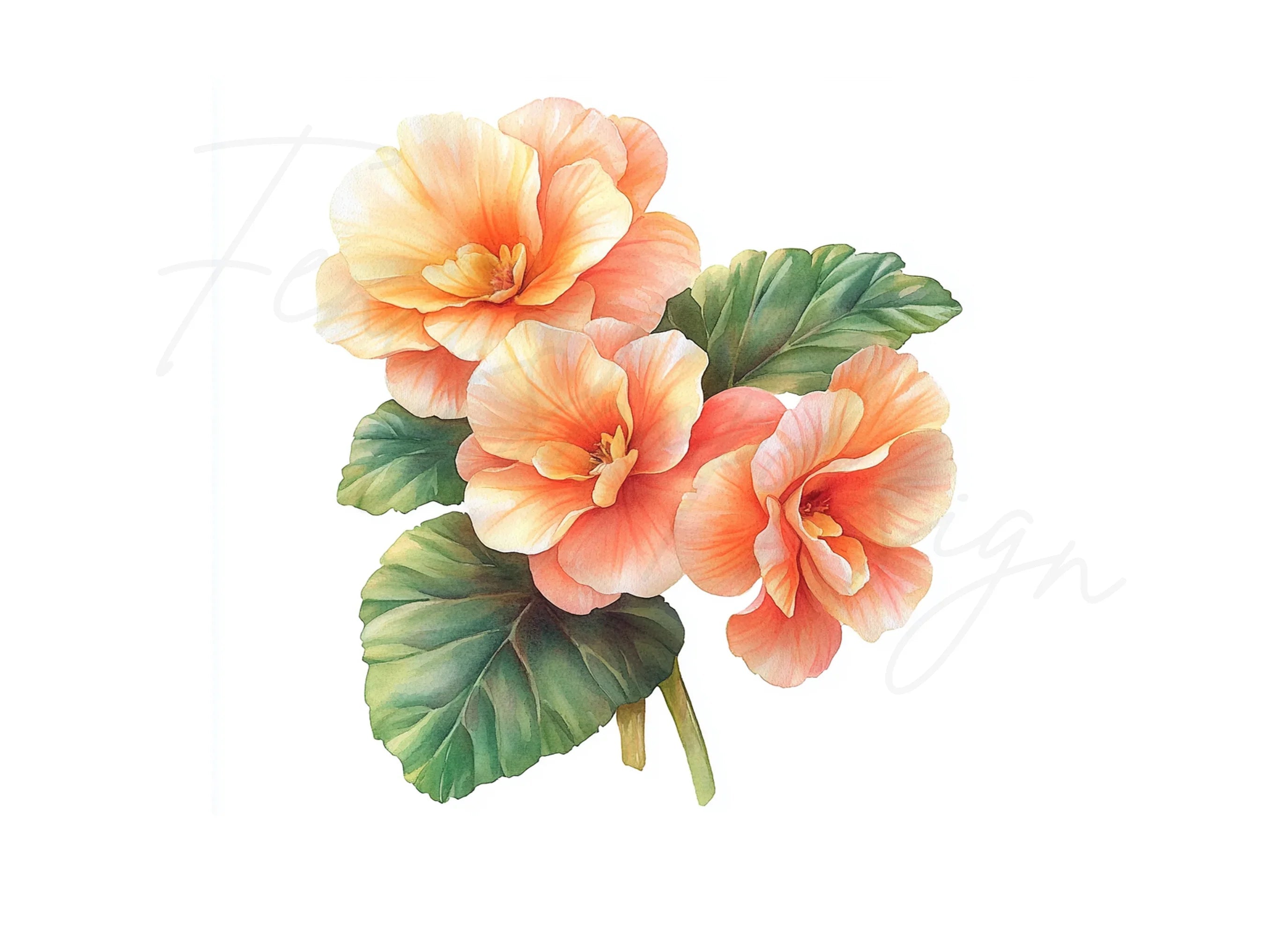 Elegant Peach Begonia Flower Clipart Bundle