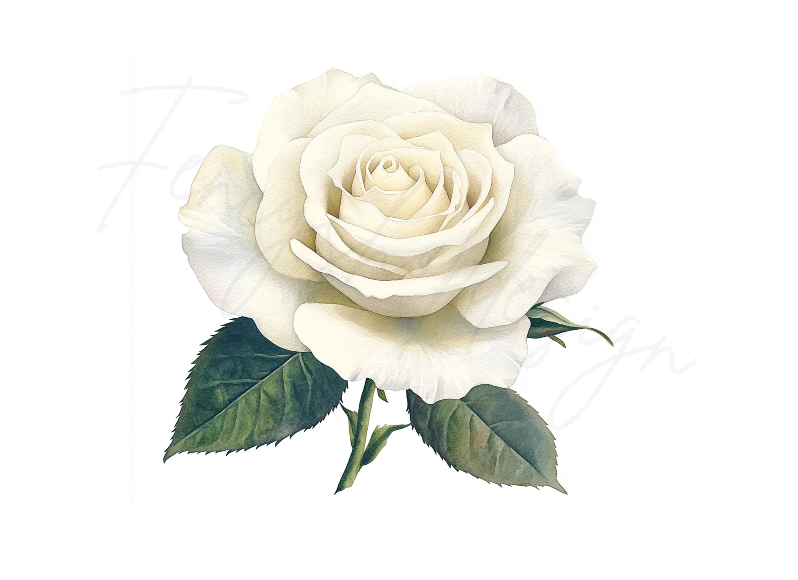 Elegant White Rose Clipart Bundle