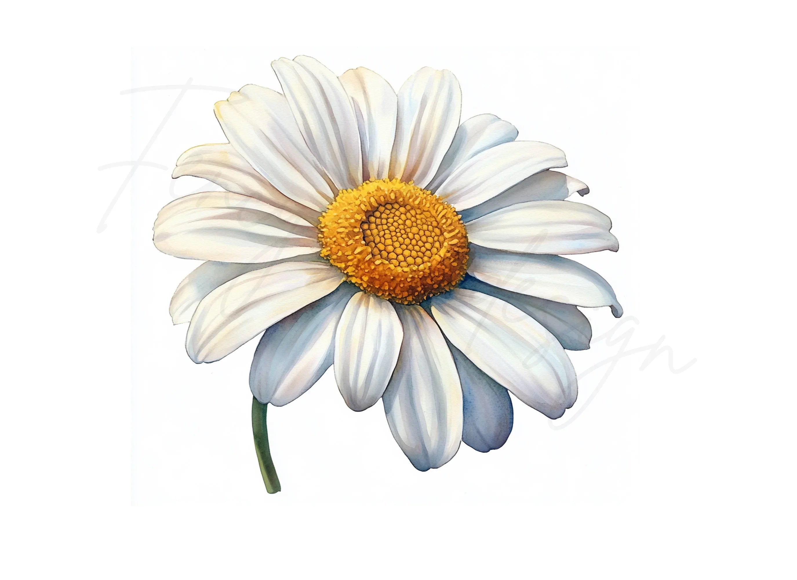 Beautiful Daisy Flower Clipart Bundle