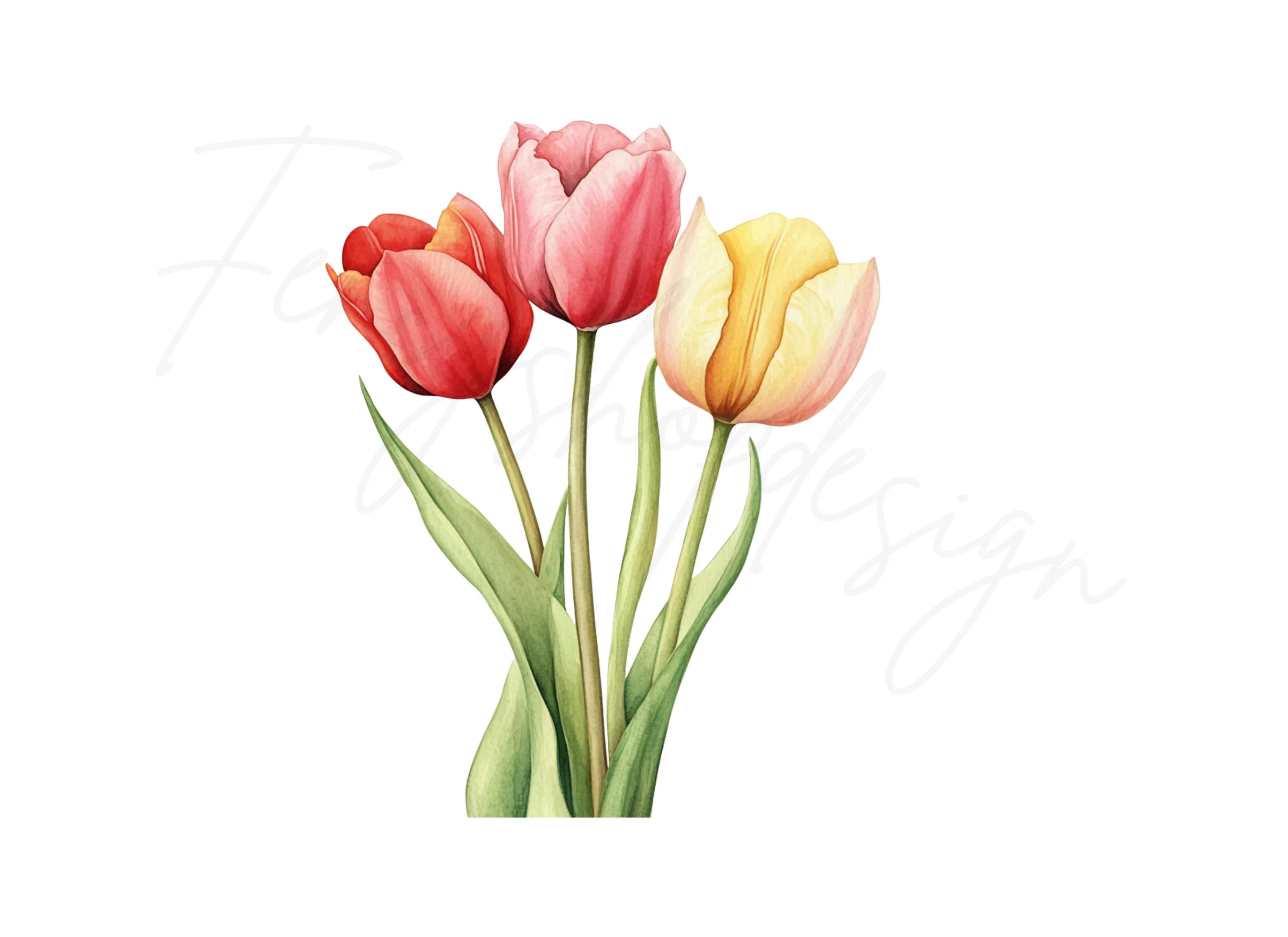 Tulip Bouquets Clipart Bundle