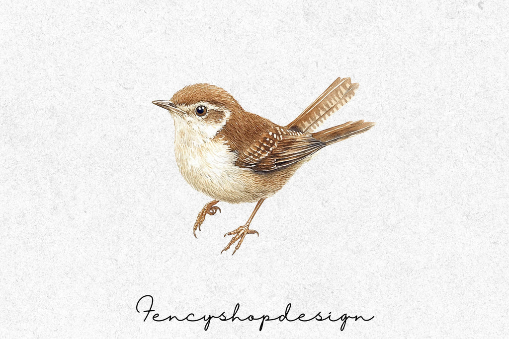 Brown Wren Bird Clipart Bundle