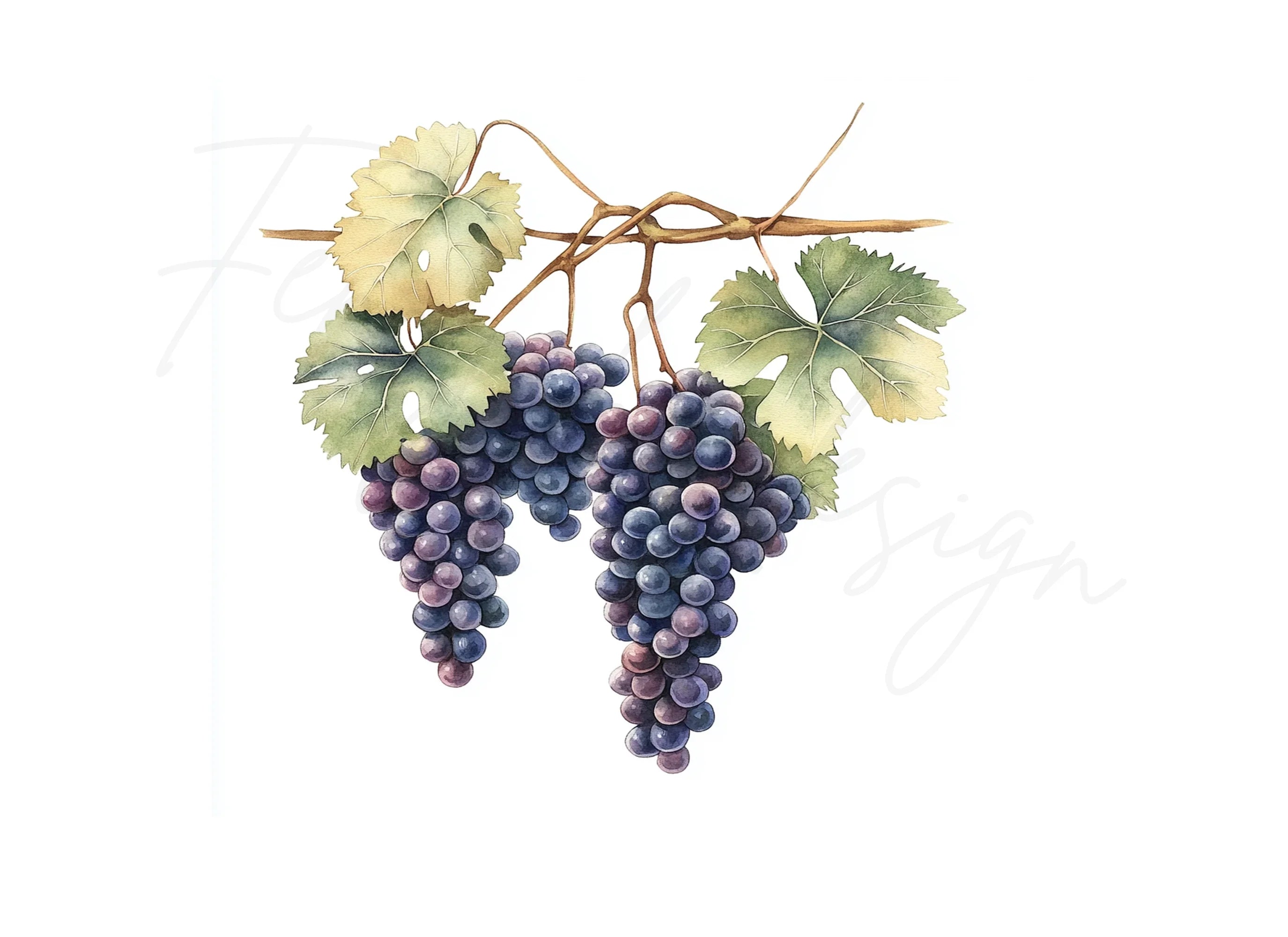 Grape Vine Clipart Bundle