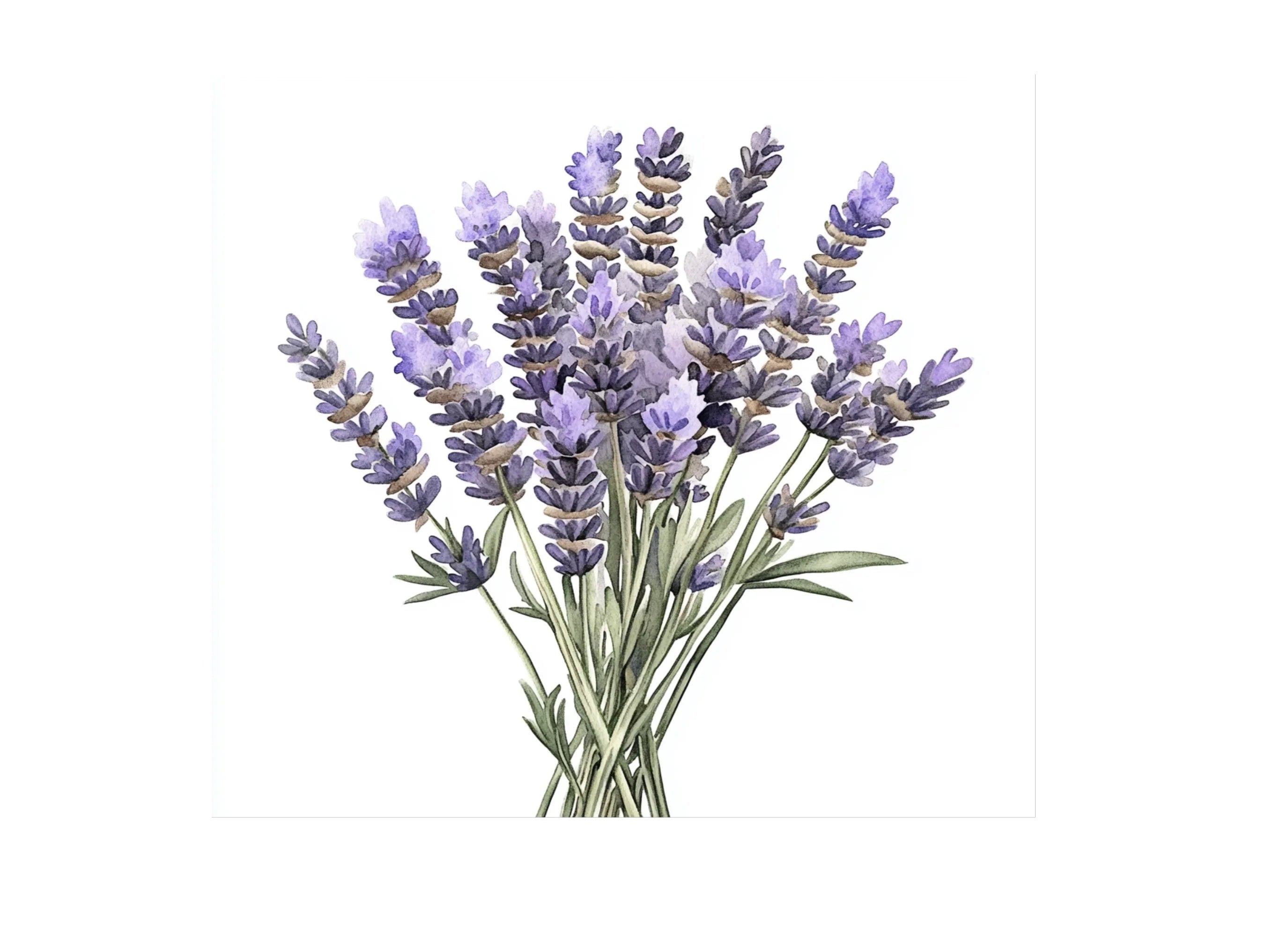 Lavender Bouquets Clipart Bundle