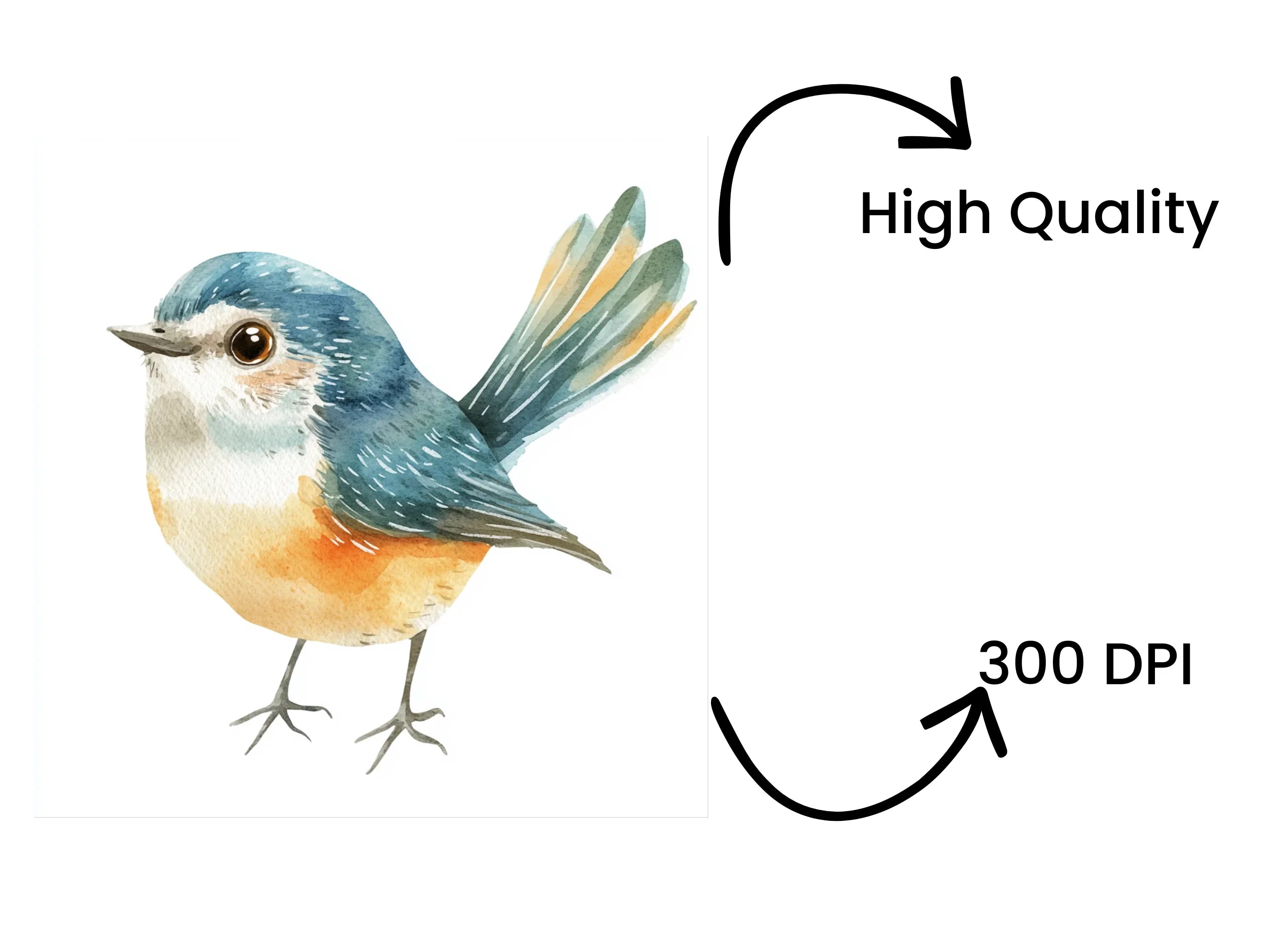 Adorable Bird Illustrations Clipart Bundle