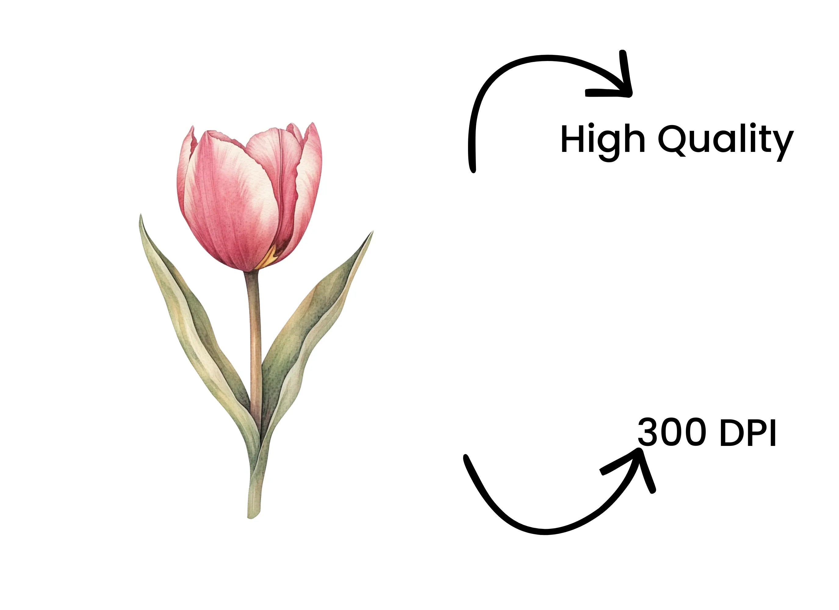 Single Tulip Flowers Clipart Bundle
