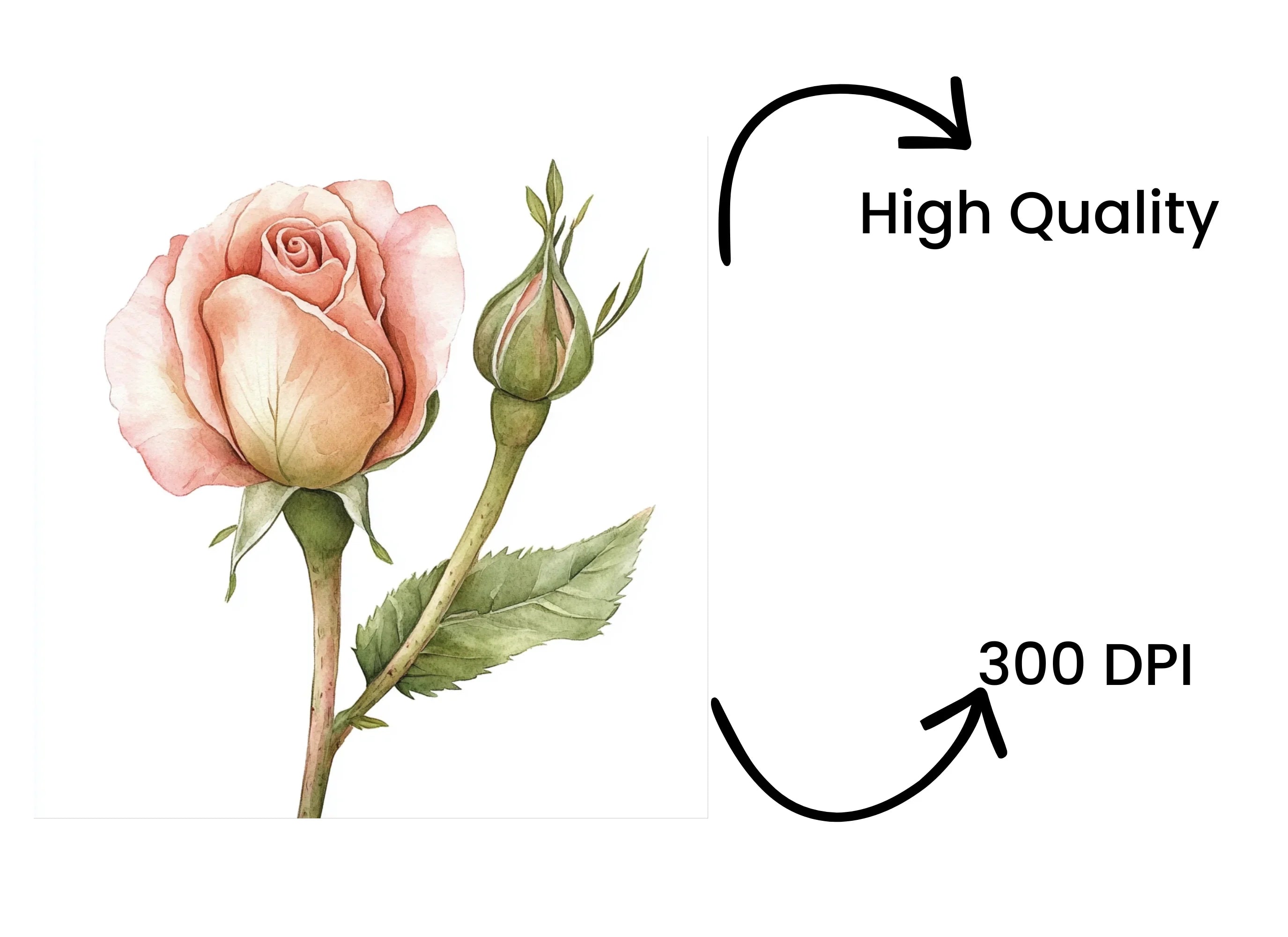 Pink Rose Bud Clipart Bundle