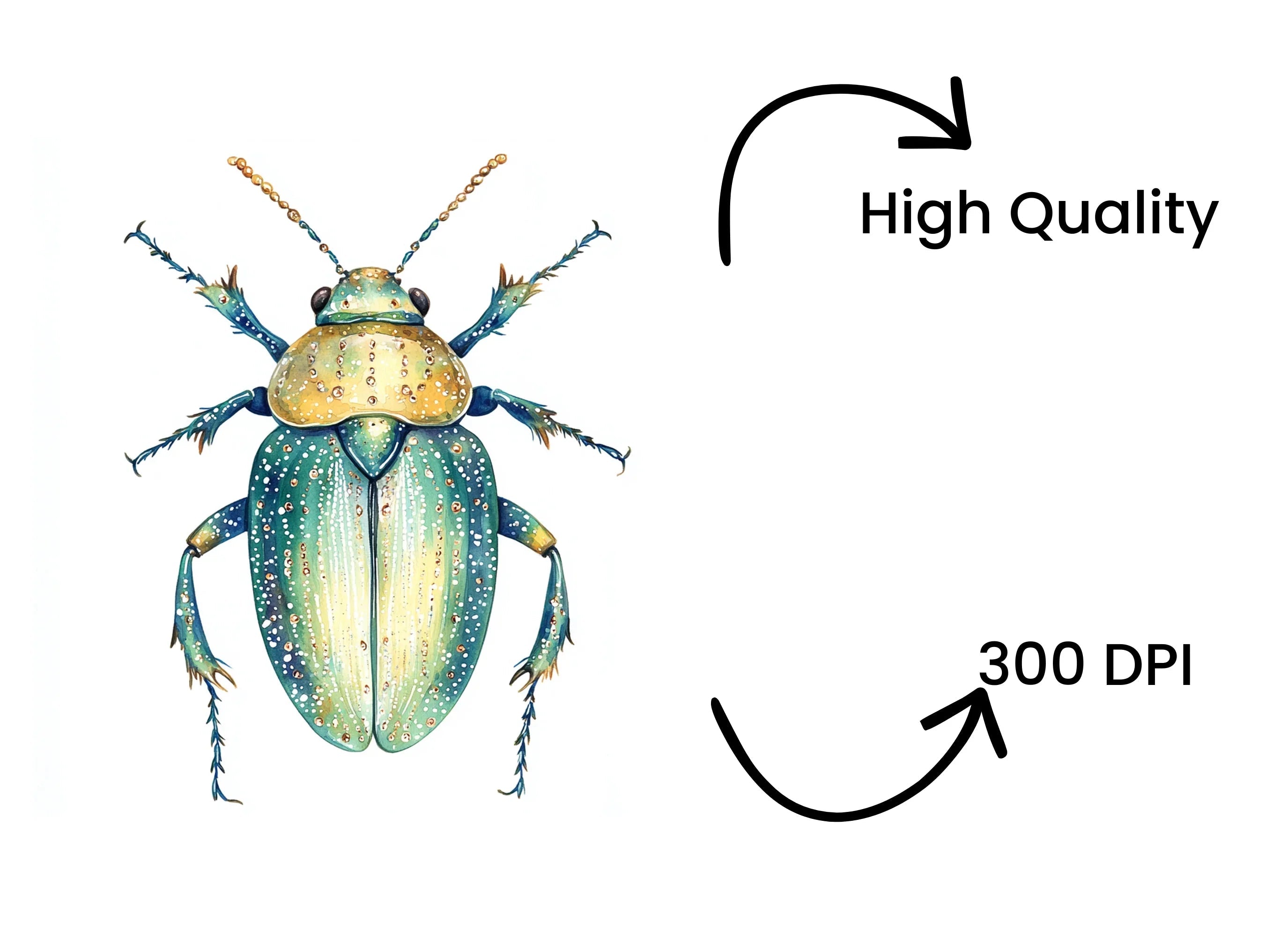 Colorful Beetle Illustration Clipart Bundle