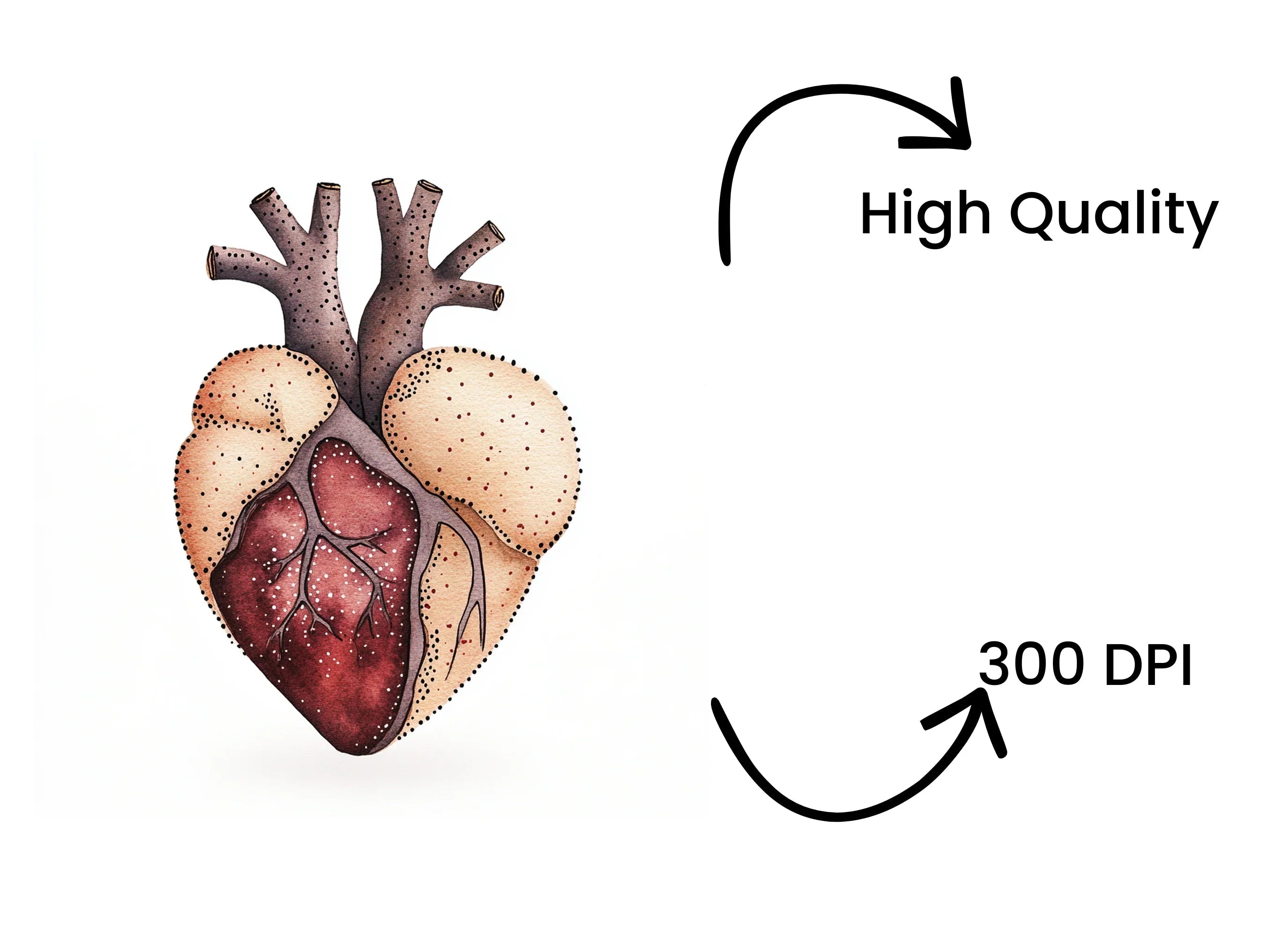 Anatomical Heart Clipart Bundle