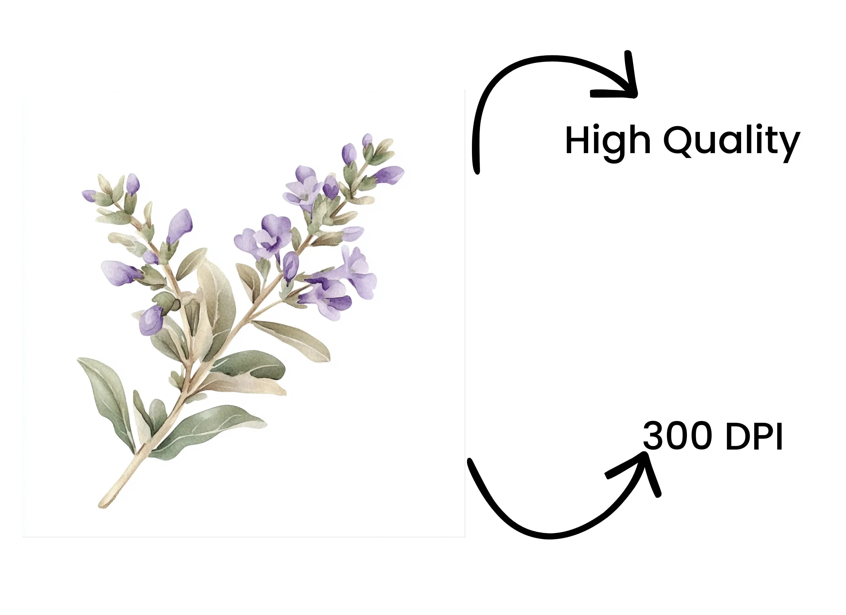 Delicate Lavender Sprig Clipart Bundle