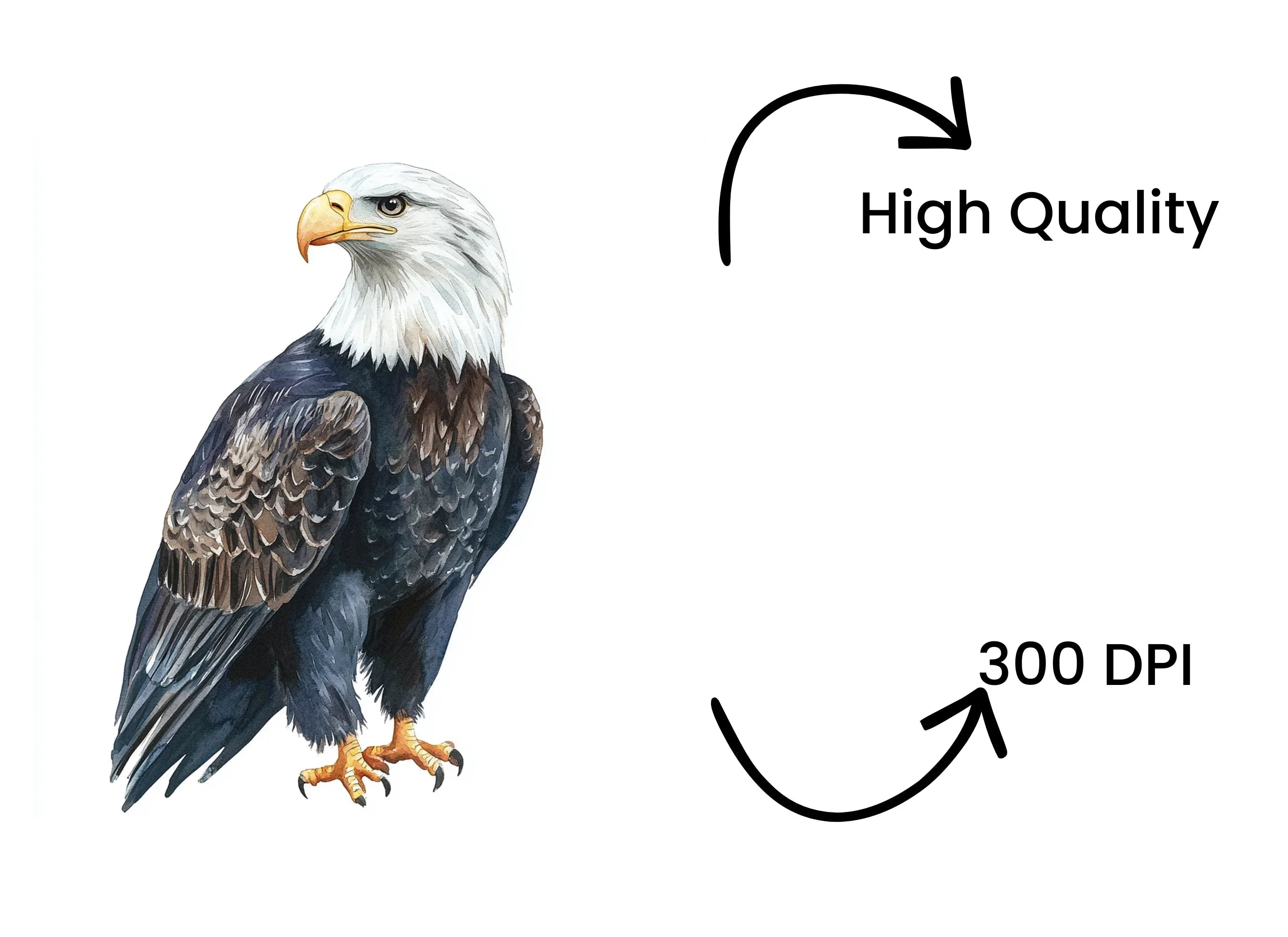 Majestic Bald Eagle Clipart Bundle