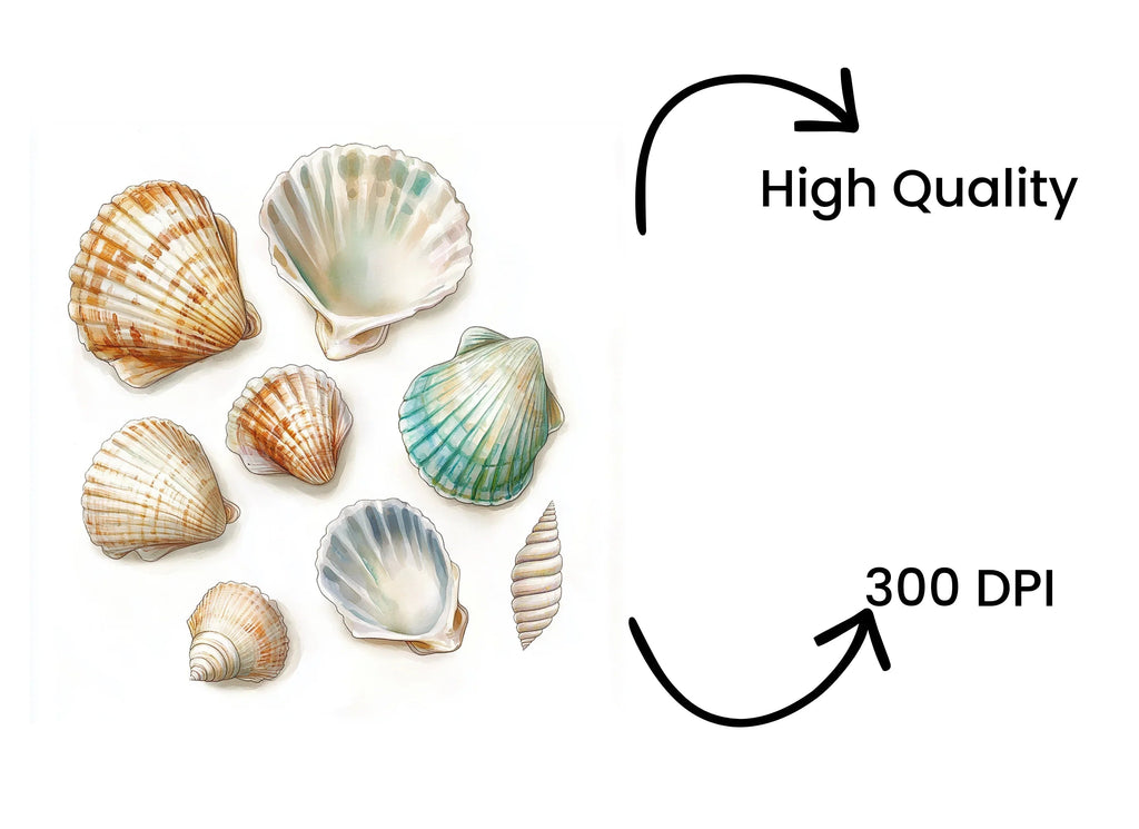 Assorted Seashells Clipart Bundle