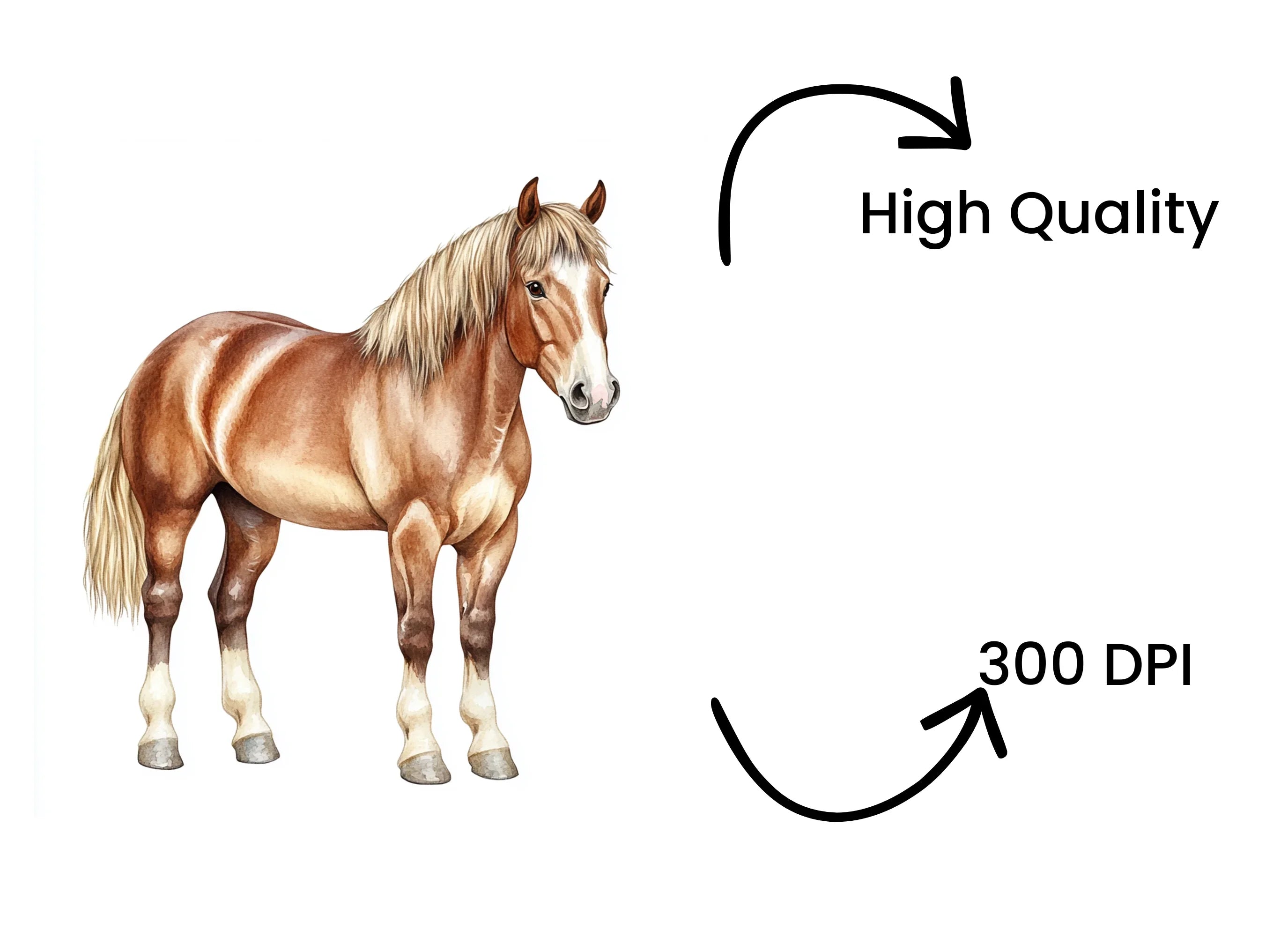 Horse Clipart Bundle