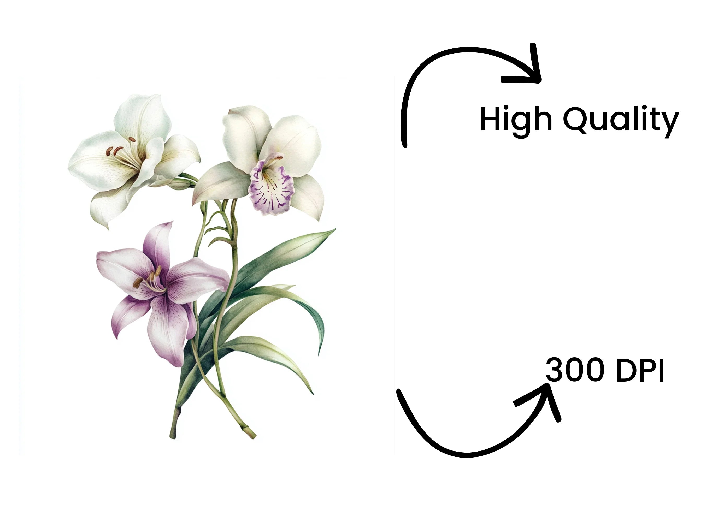 Elegant Lilies and Orchids Clipart Bundle