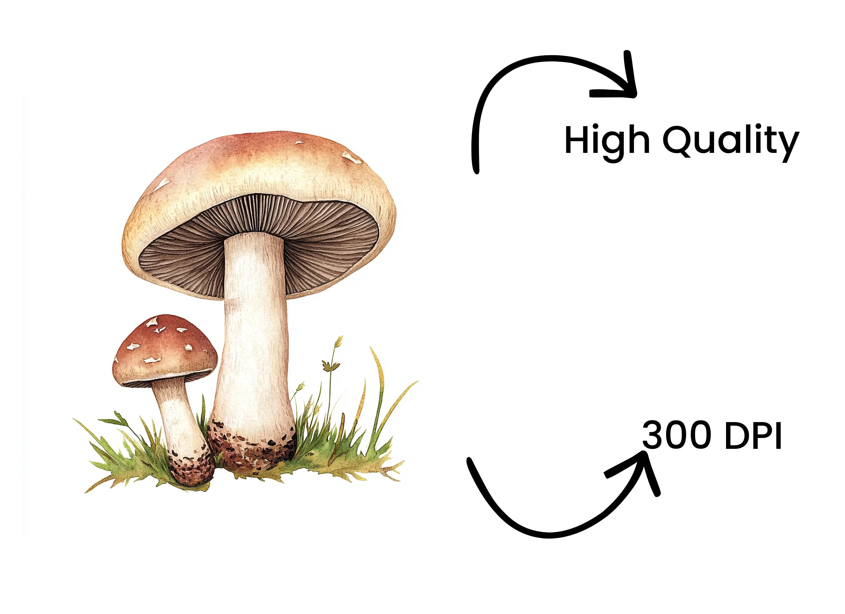 Mushroom Clipart Bundle