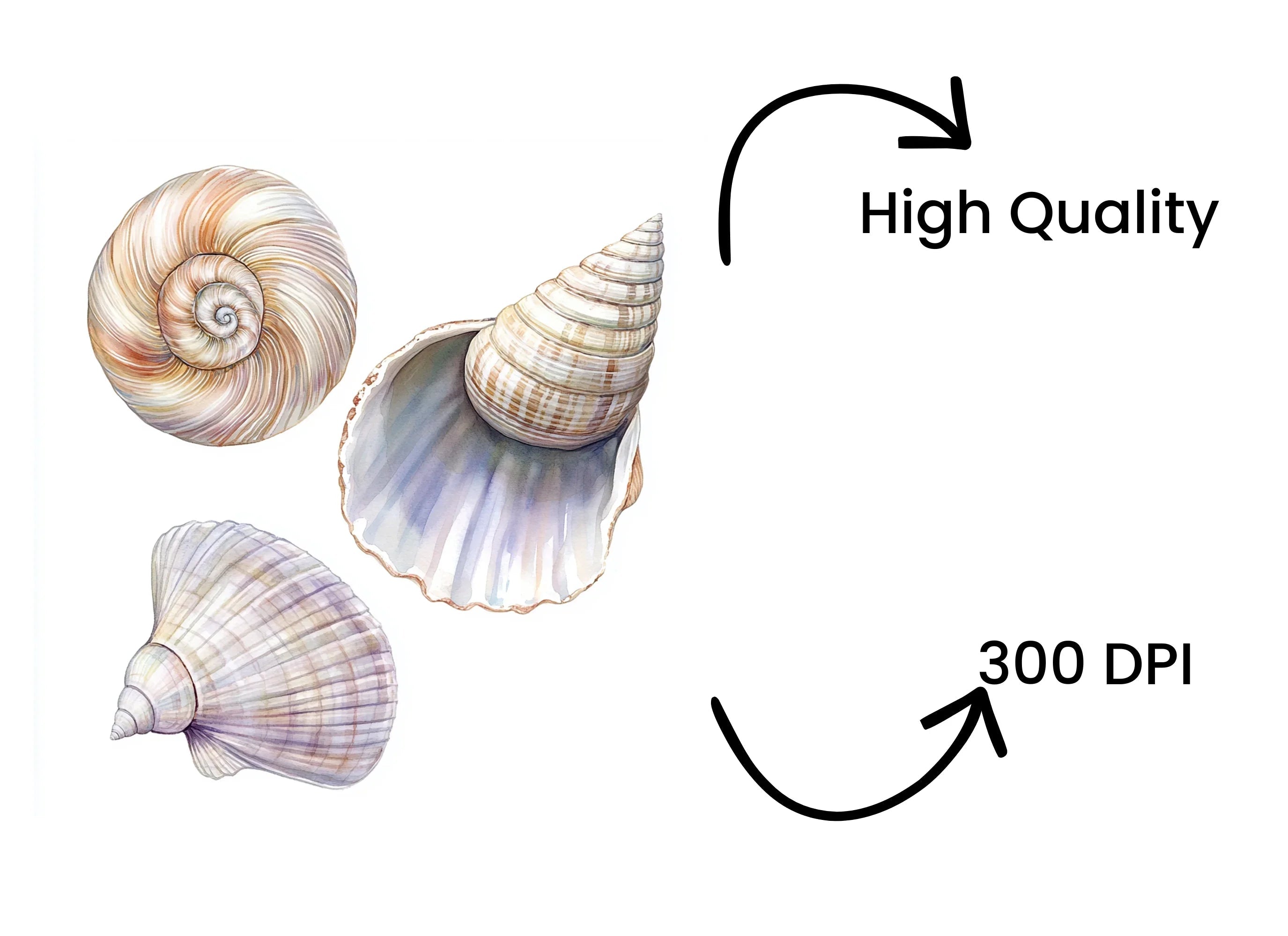 Seashells Clipart Bundle