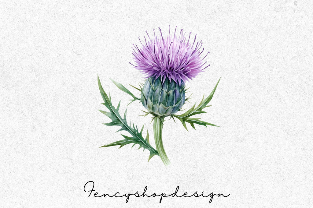 Thistle Flower Clipart Bundle