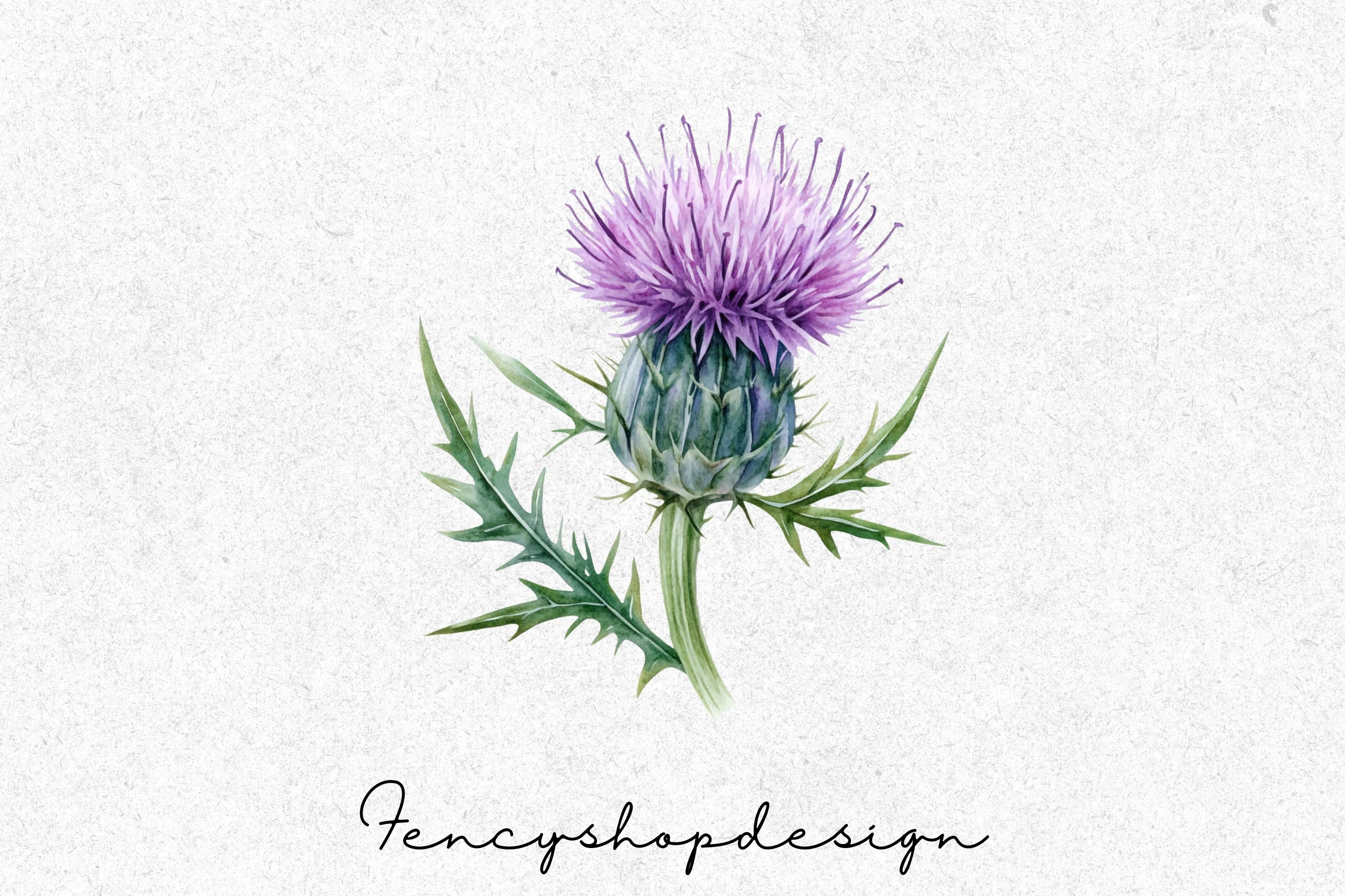 Thistle Flower Clipart Bundle