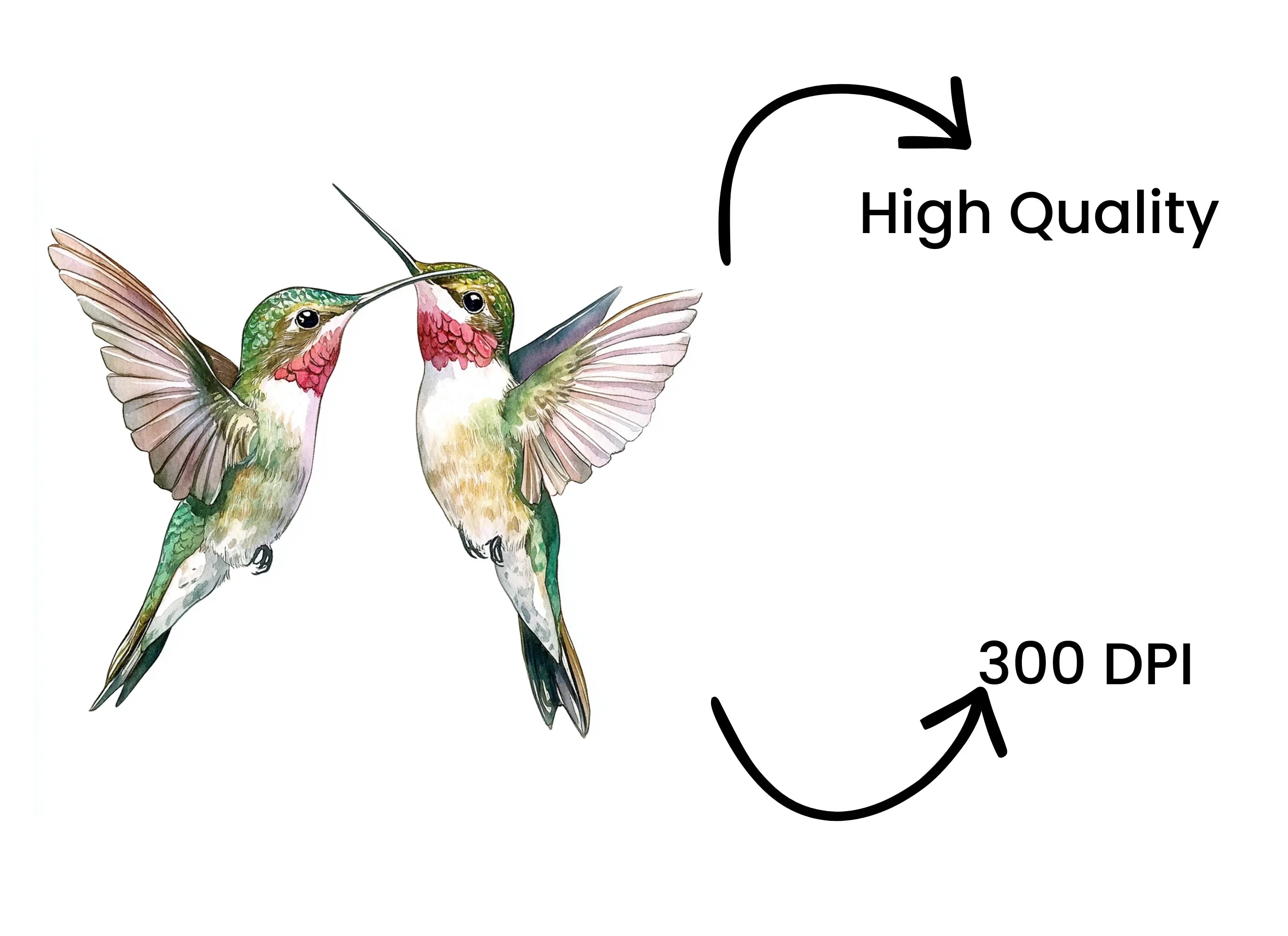 Ruby Throated Hummingbird Clipart Bundle