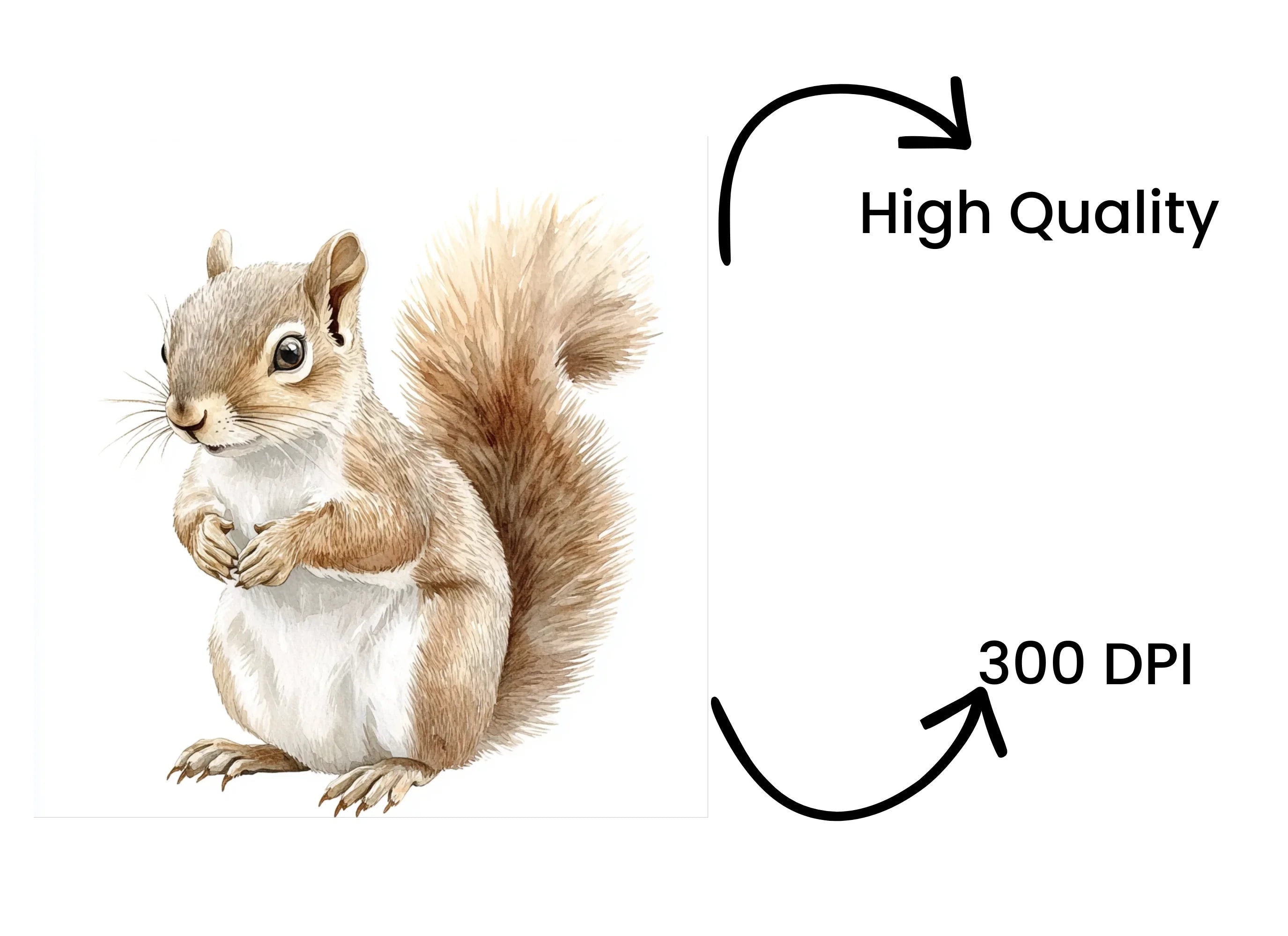 Cute Squirrel Clipart Bundle