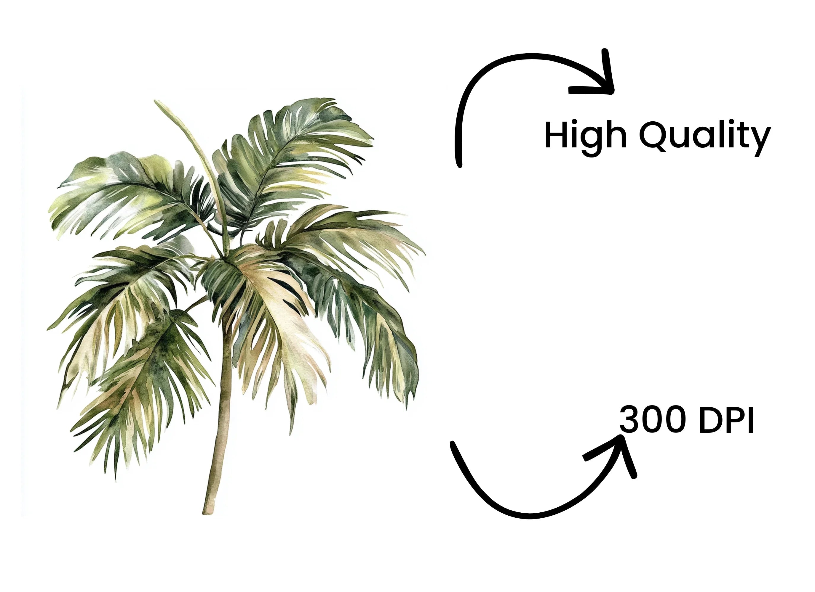 Dried Palm Leaves Clipart Bundle