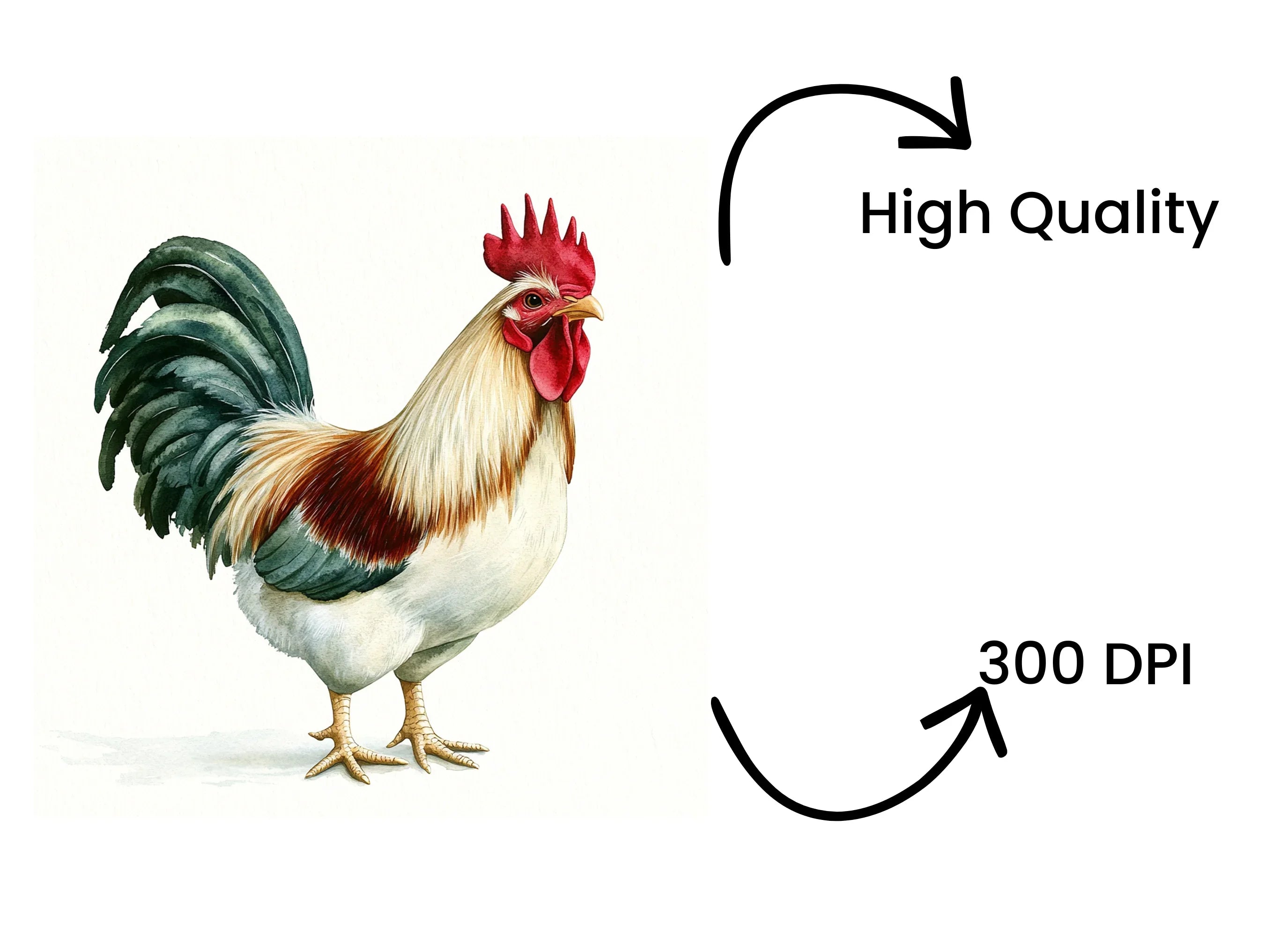 Vibrant Rooster Illustrations Clipart Bundle