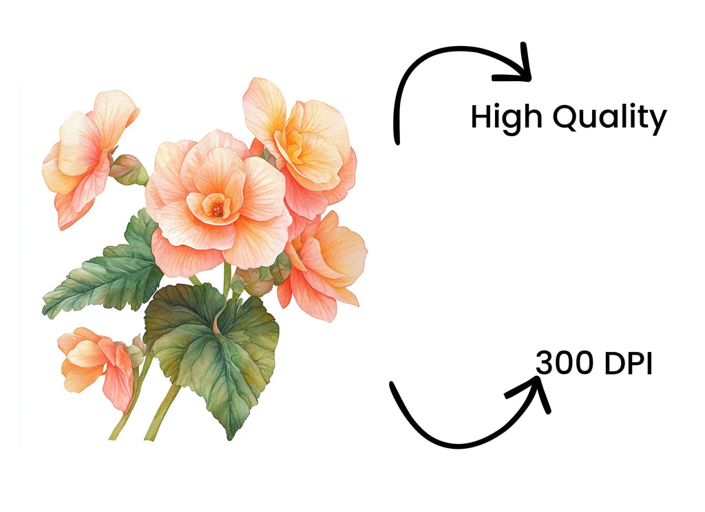 Elegant Peach Begonia Flower Clipart Bundle