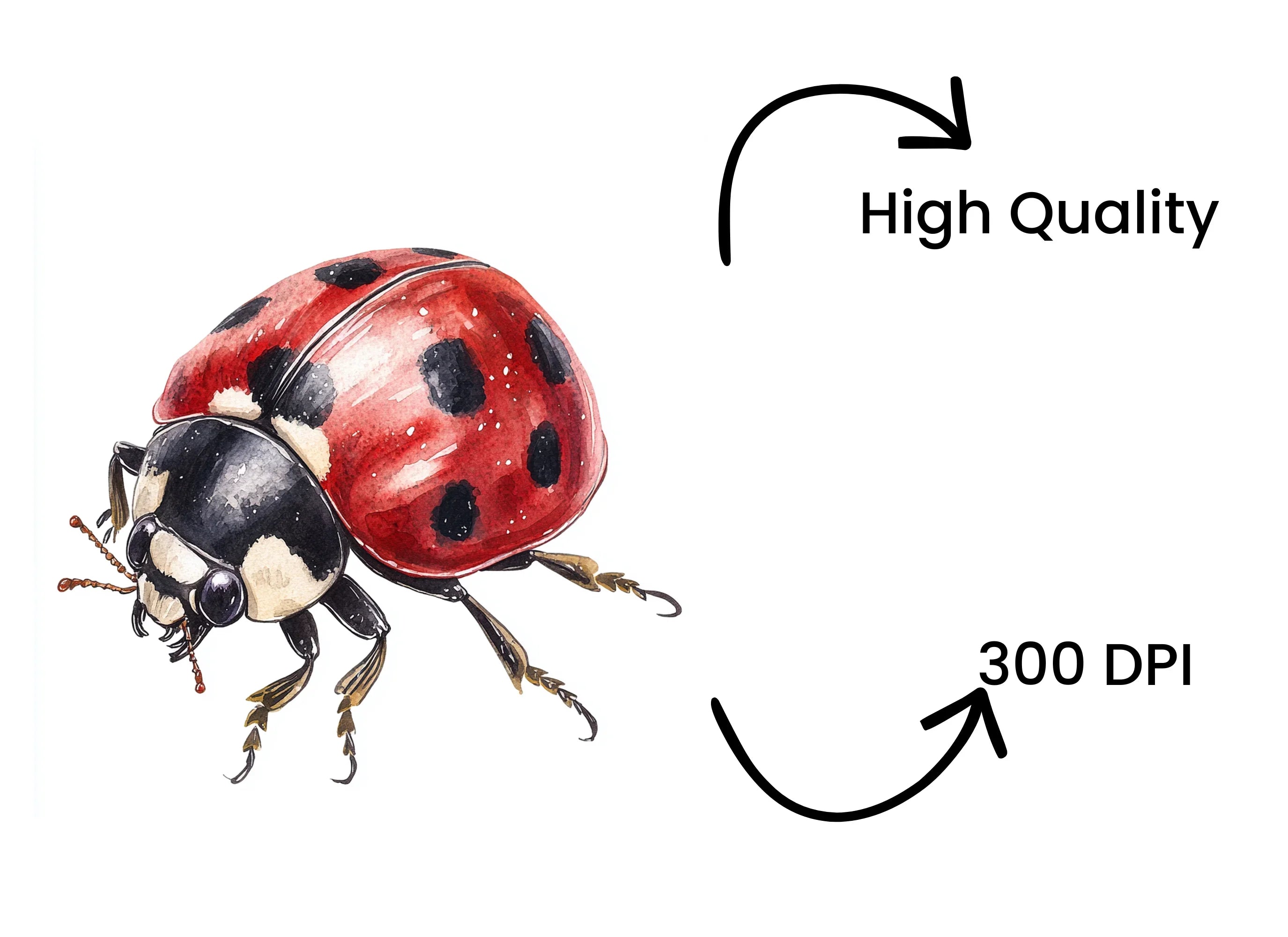 Ladybug Clipart Bundle