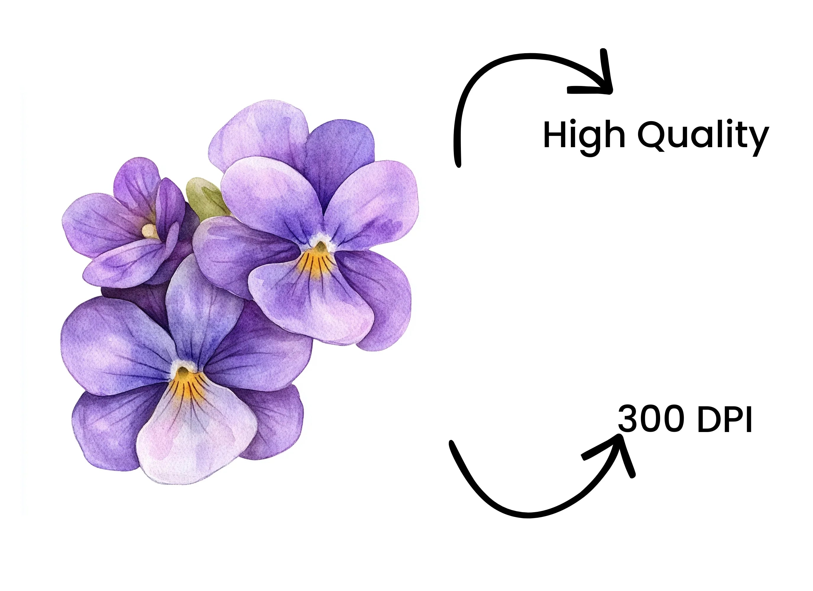 Purple Pansy Clipart Bundle