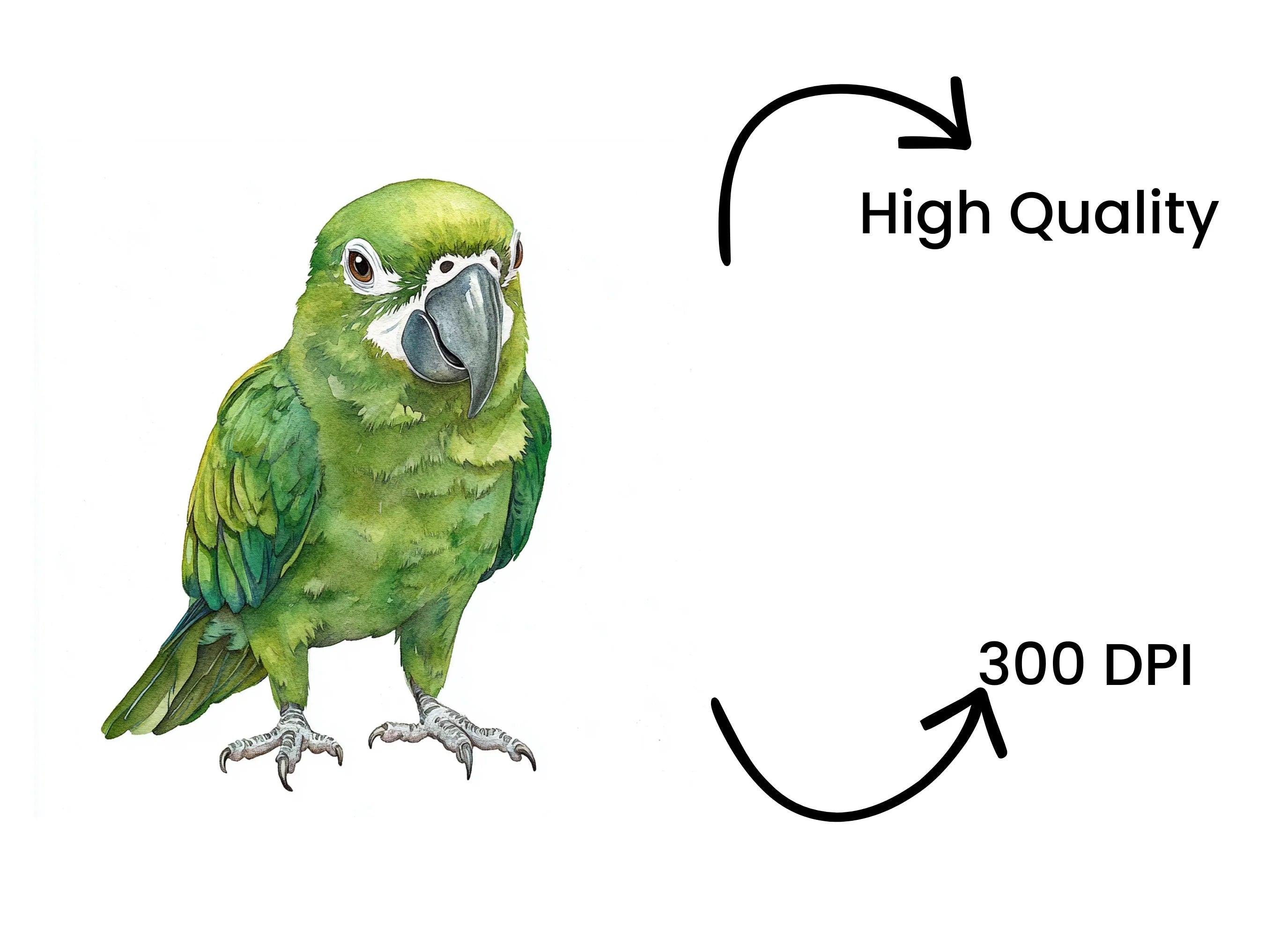 Green Parrot Clipart Bundle