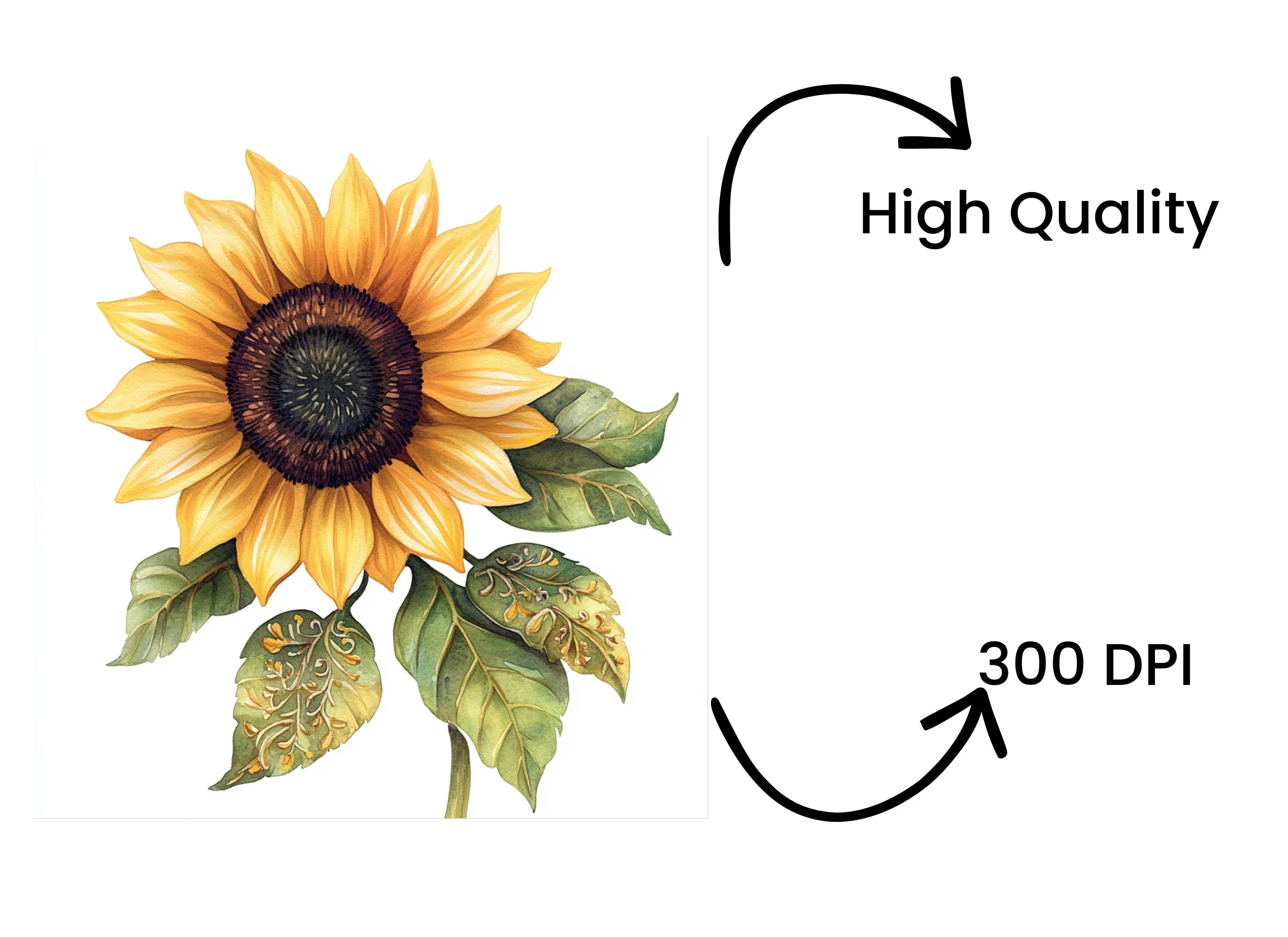Bright Sunflower Clipart Bundle