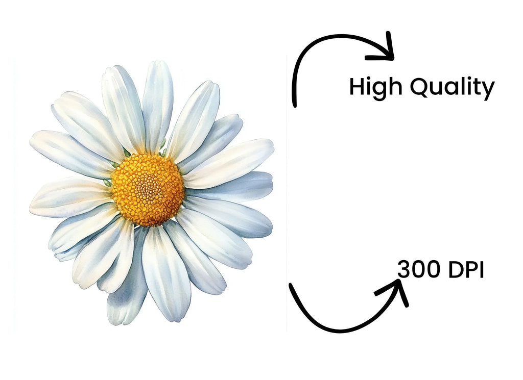 Daisy Flower Clipart Bundle