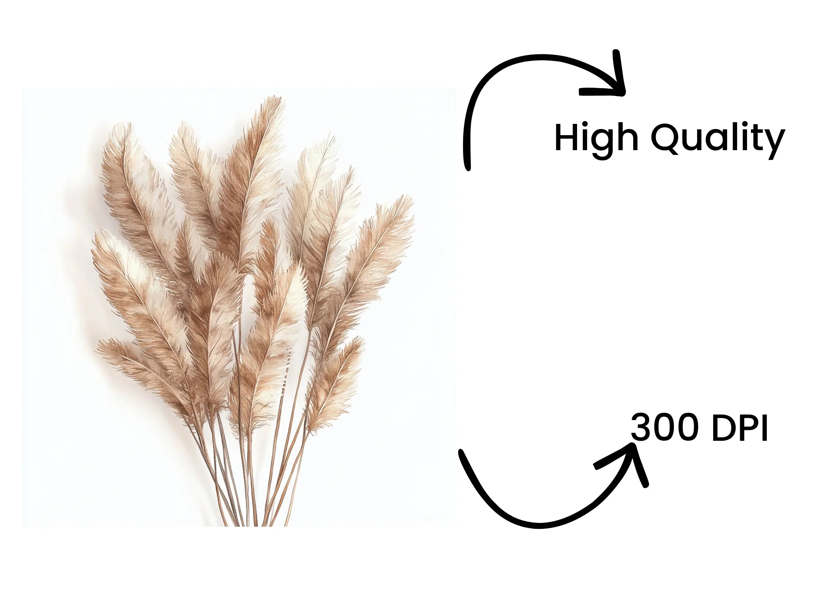 Pampas Grass Clipart Bundle