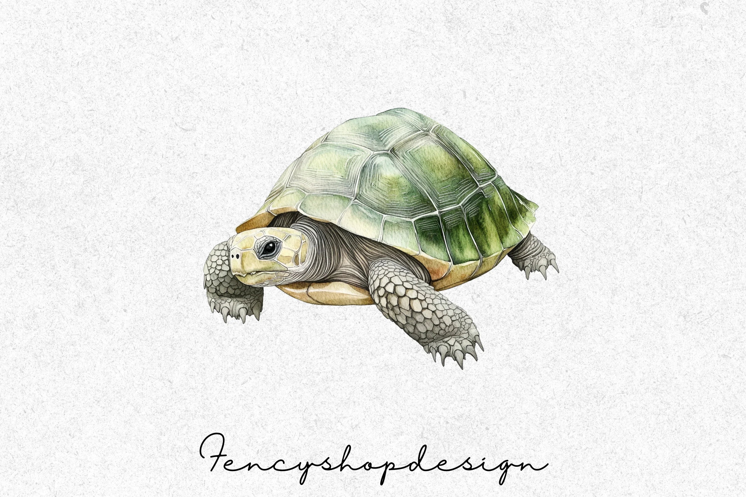Realistic Turtle Tortoise Clipart Bundle