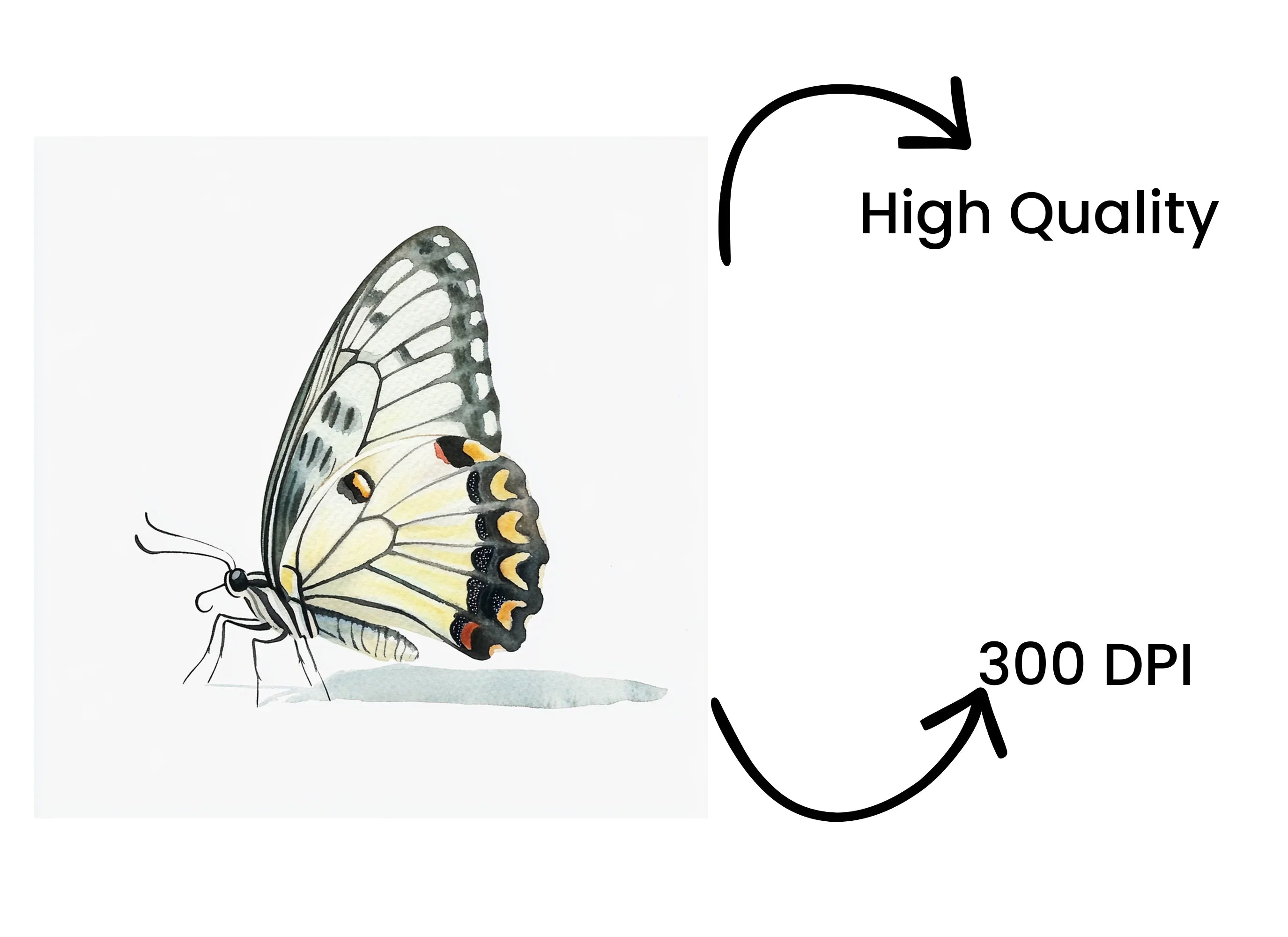 Elegant White Butterfly Clipart Bundle
