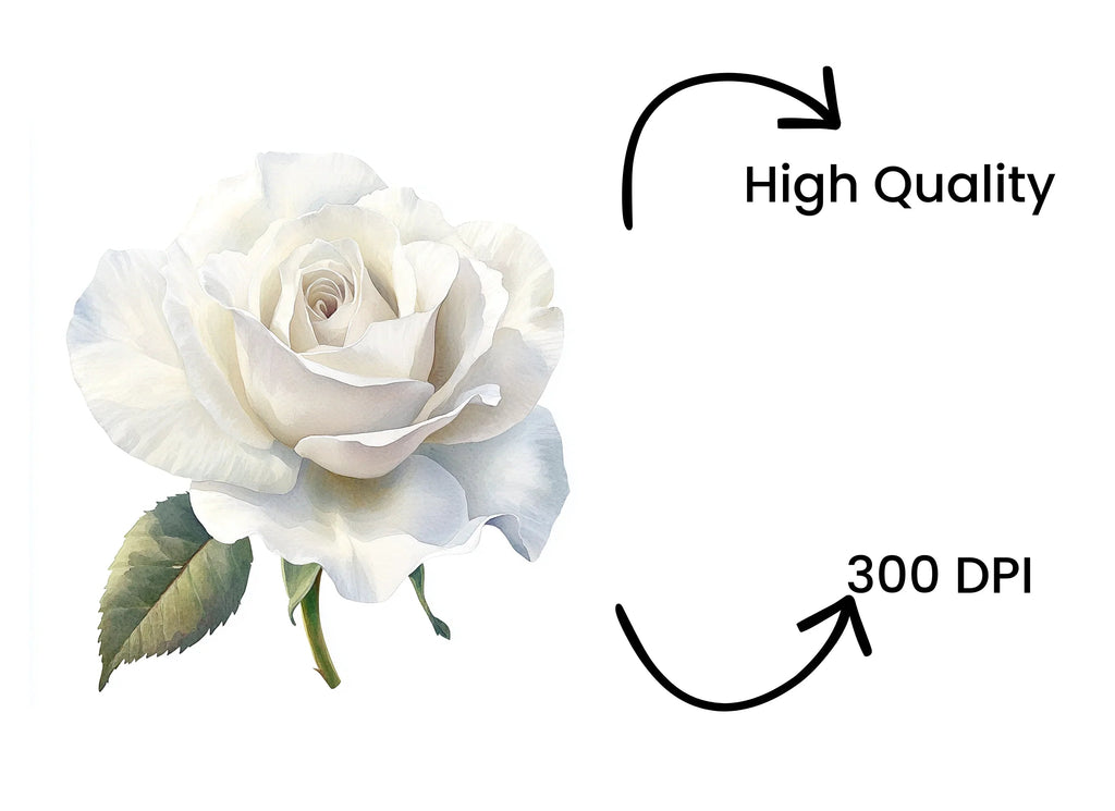 White Rose Clipart Bundle