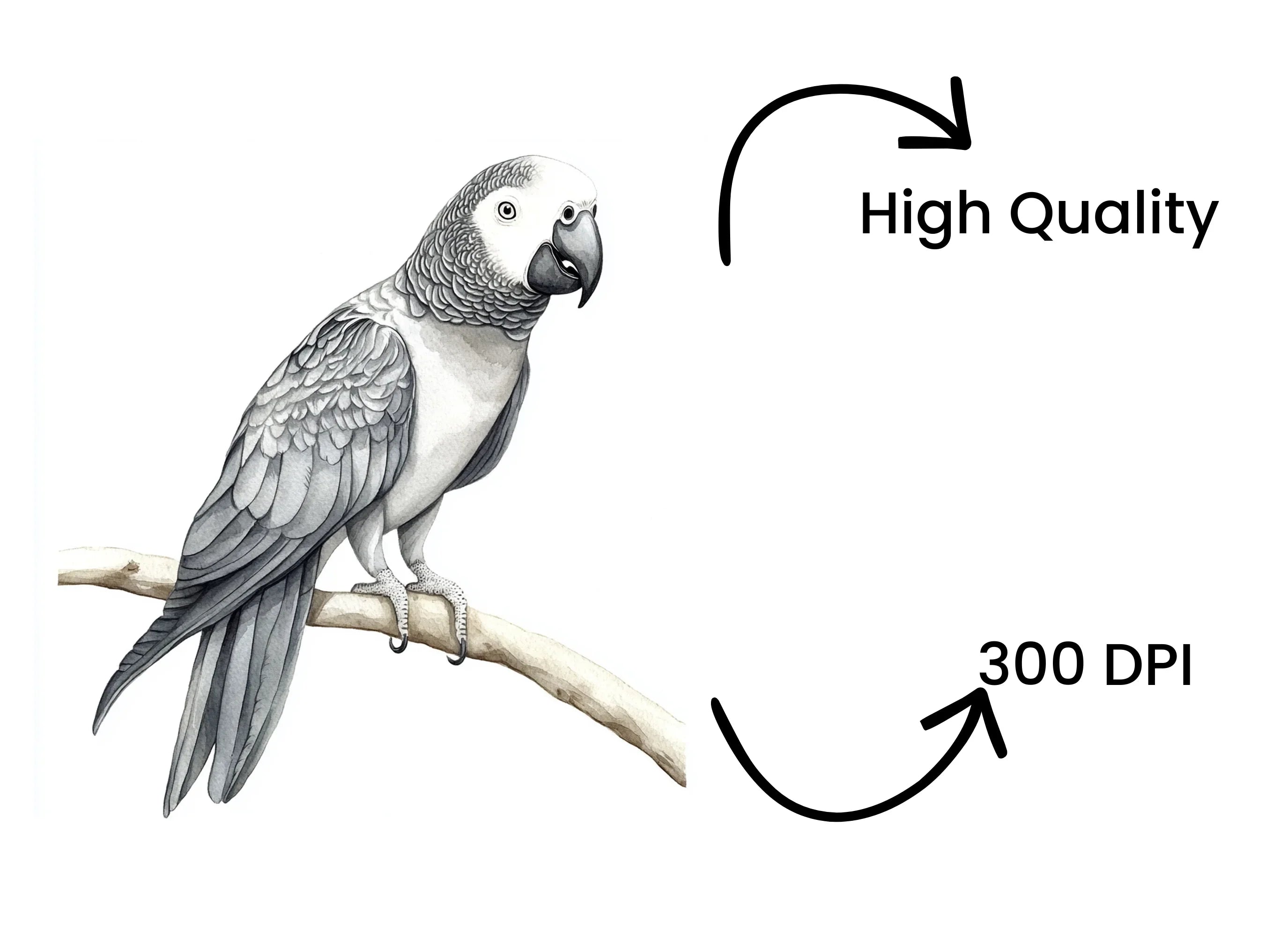 Cute African Grey Parrot Clipart Bundle