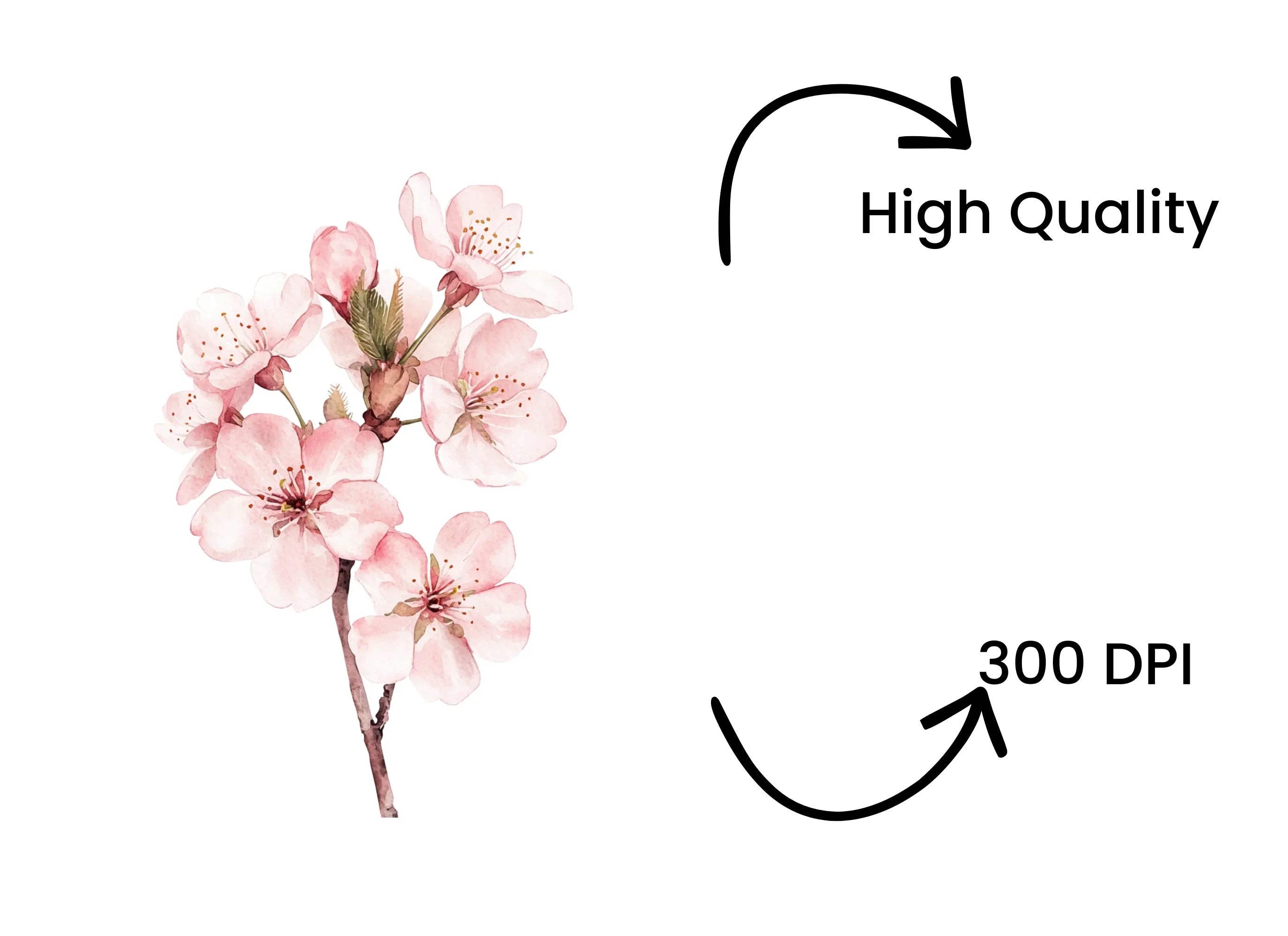 Delicate Cherry Blossom Clipart Bundle