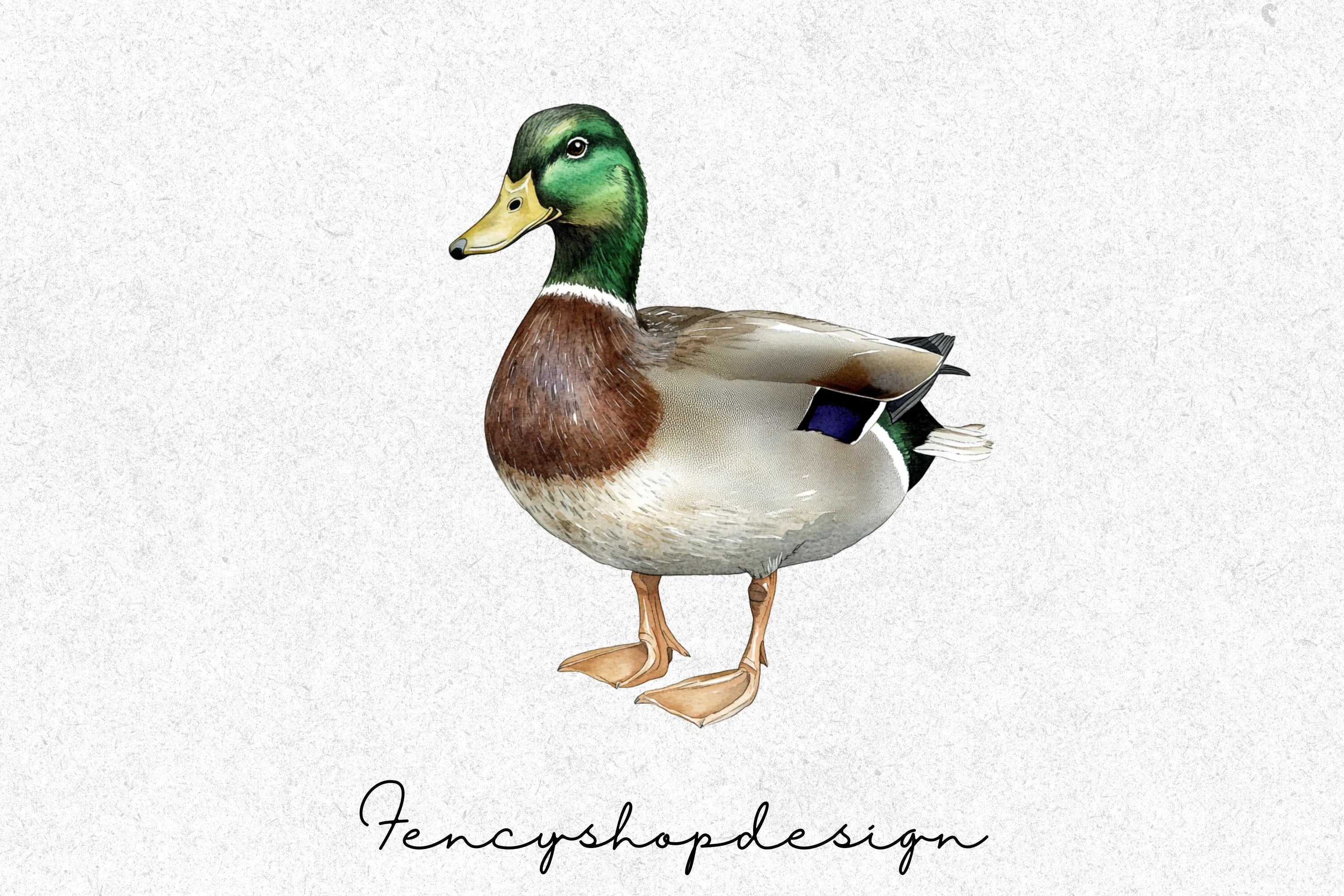 Mallard Ducks Wildlife Animal Clipart Bundle