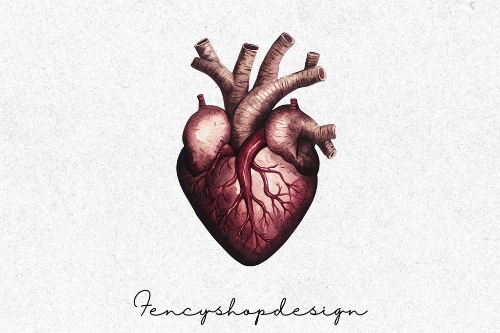 Anatomical Heart Organ Clipart Bundle