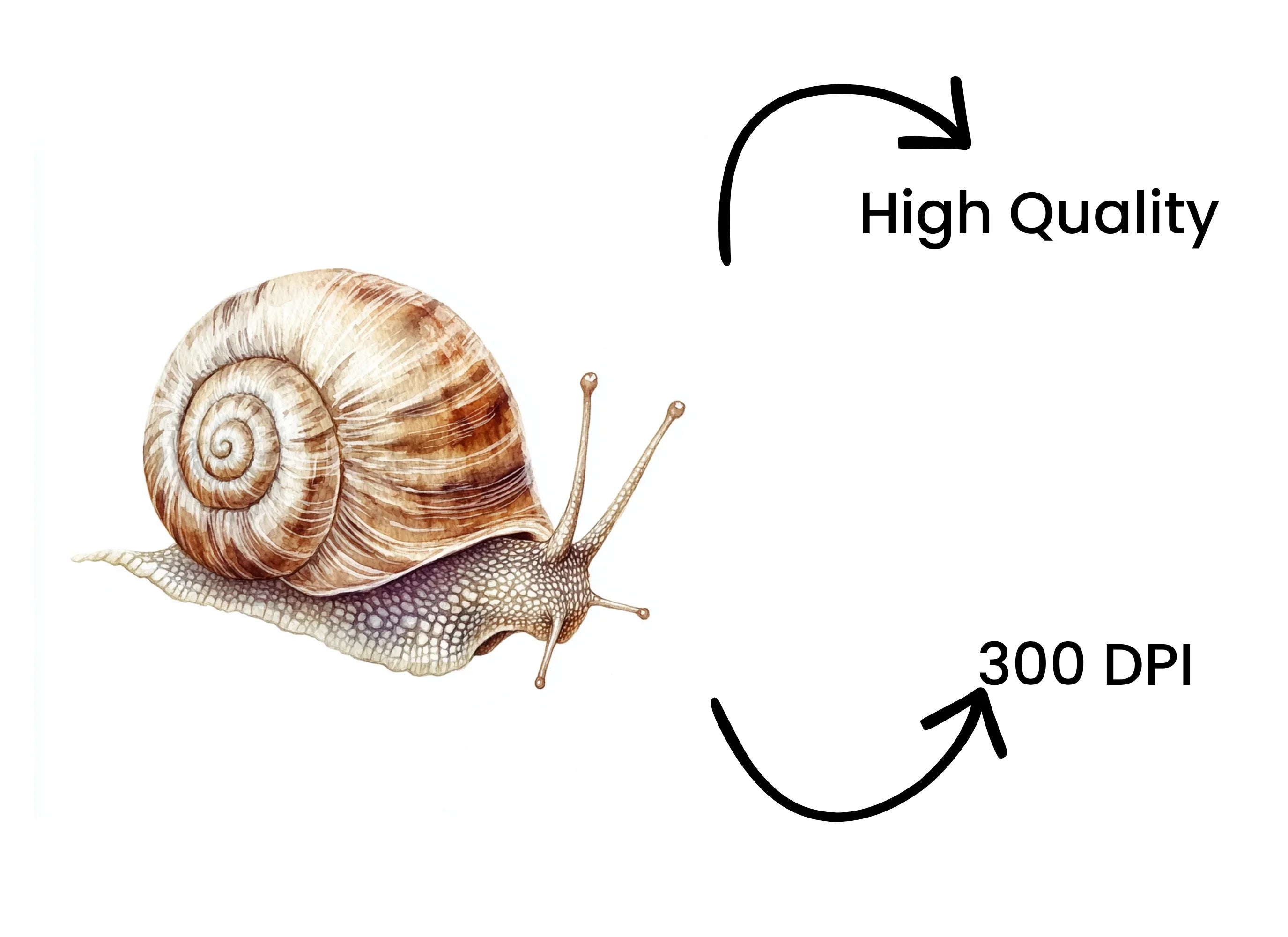 Realistic Snail Clipart Bundle